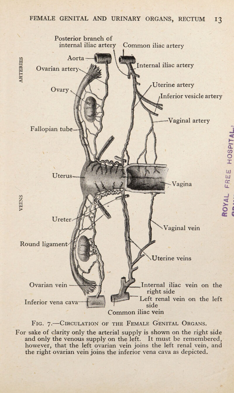 VEINS ARTERIES Uterus Vagina Round Ovarian vein Inferior vena cava Common iliac artery Internal iliac artery Ovary Uterine artery artery Fallopian tube artery Internal iliac vein on the right side Left renal vein on the left side Common iliac vein Posterior branch of internal iliac artery Aorta Ovarian artery Ureter Vaginal vein Fig. 7.—Circulation of the Female Genital Organs. For sake of clarity only the arterial supply is shown on the right side and only the venous supply on the left. It must be remembered, however, that the left ovarian vein joins the left renal vein, and the right ovarian vein joins the inferior vena cava as depicted. «OYAC free hospital.