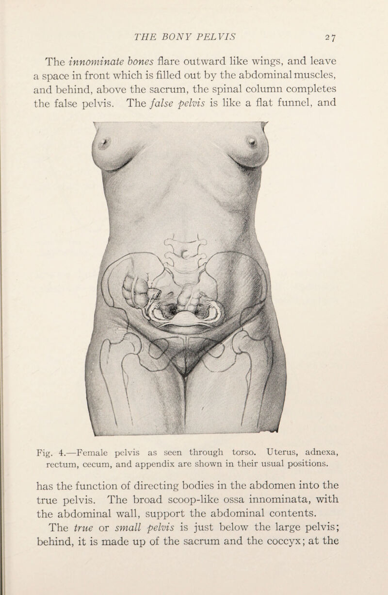 The innominate bones flare outward like wings, and leave a space in front which is filled out by the abdominal muscles, and behind, above the sacrum, the spinal column completes the false pelvis. The false pelvis is like a flat funnel, and Fig. 4.—Female pelvis as seen through torso. Uterus, adnexa, rectum, cecum, and appendix are shown in their usual positions. has the function of directing bodies in the abdomen into the true pelvis. The broad scoop-like ossa innominata, with the abdominal wall, support the abdominal contents. The true or small pelvis is just below the large pelvis; behind, it is made up of the sacrum and the coccyx; at the