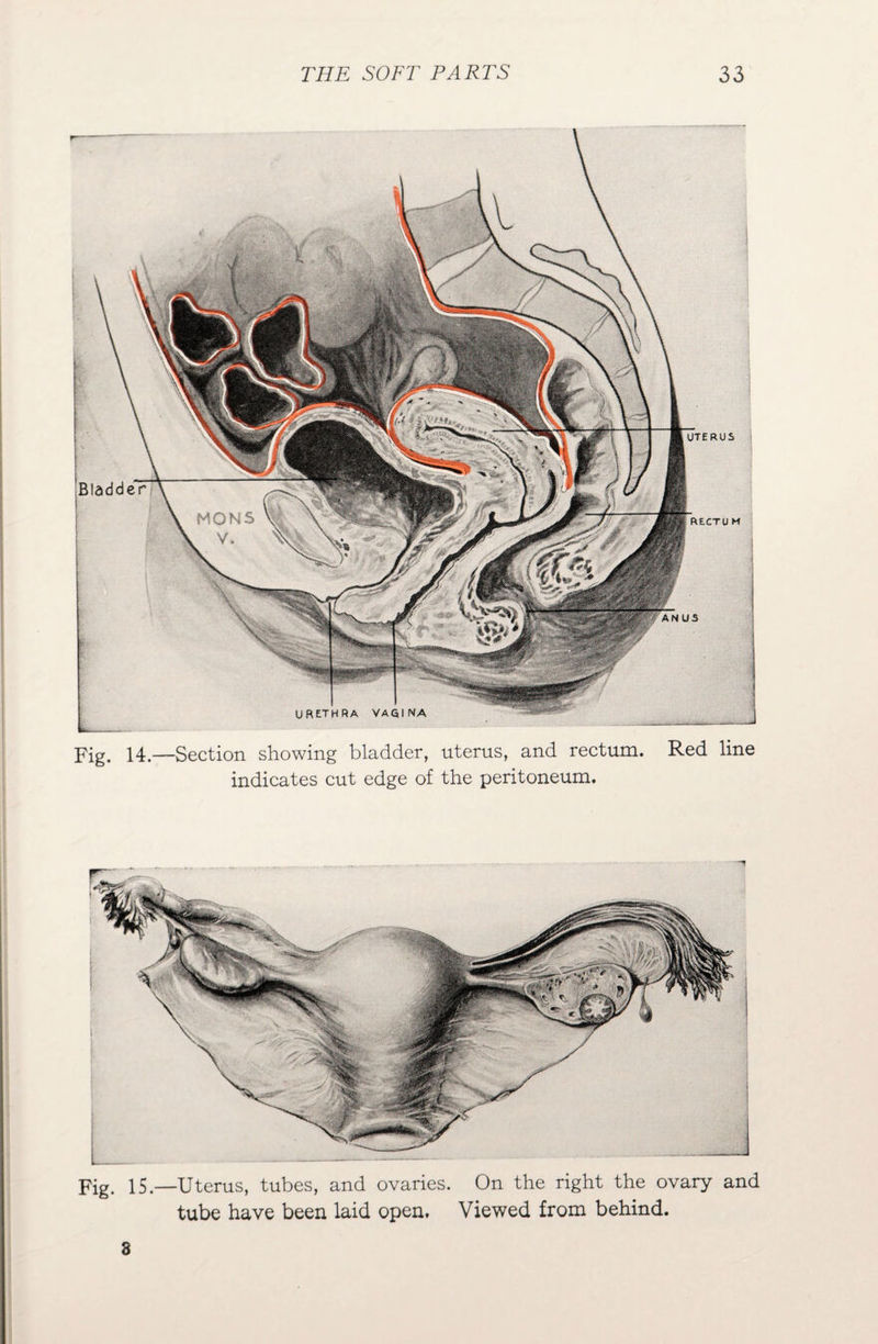 Fig. 14.—Section showing bladder, uterus, and rectum. Red line indicates cut edge of the peritoneum. 3