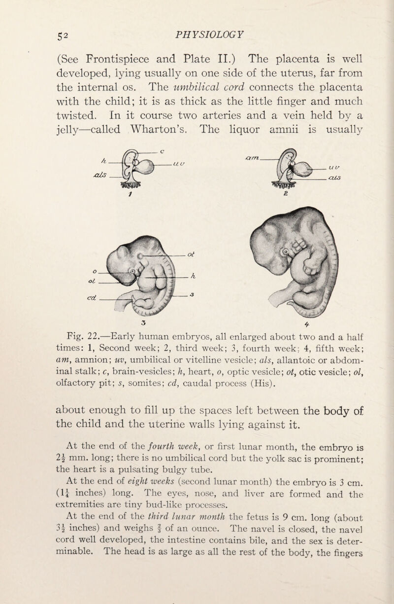 (See Frontispiece and Plate II.) The placenta is well developed, lying usually on one side of the uterus, far from the internal os. The umbilical cord connects the placenta with the child; it is as thick as the little finger and much twisted. In it course two arteries and a vein held by a jelly—called Wharton’s. The liquor amnii is usually Fig. 22.—Early human embryos, all enlarged about two and a half times: 1, Second week; 2, third week; 3, fourth week; 4, fifth week; am, amnion; uv, umbilical or vitelline vesicle; als, allantoic or abdom¬ inal stalk; c, brain-vesicles; h, heart, o, optic vesicle; ot, otic vesicle; ol, olfactory pit; 5, somites; cd, caudal process (His). about enough to fill up the spaces left between the body of the child and the uterine walls lying against it. At the end of the fourth week, or first lunar month, the embryo is 2\ mm. long; there is no umbilical cord but the yolk sac is prominent; the heart is a pulsating bulgy tube. At the end of eight weeks (second lunar month) the embryo is 3 cm. (H inches) long. The eyes, nose, and liver are formed and the extremities are tiny bud-like processes. At the end of the third lunar month the fetus is 9 cm. long (about 31 inches) and weighs f of an ounce. The navel is closed, the navel cord well developed, the intestine contains bile, and the sex is deter¬ minable. The head is as large as all the rest of the body, the fingers