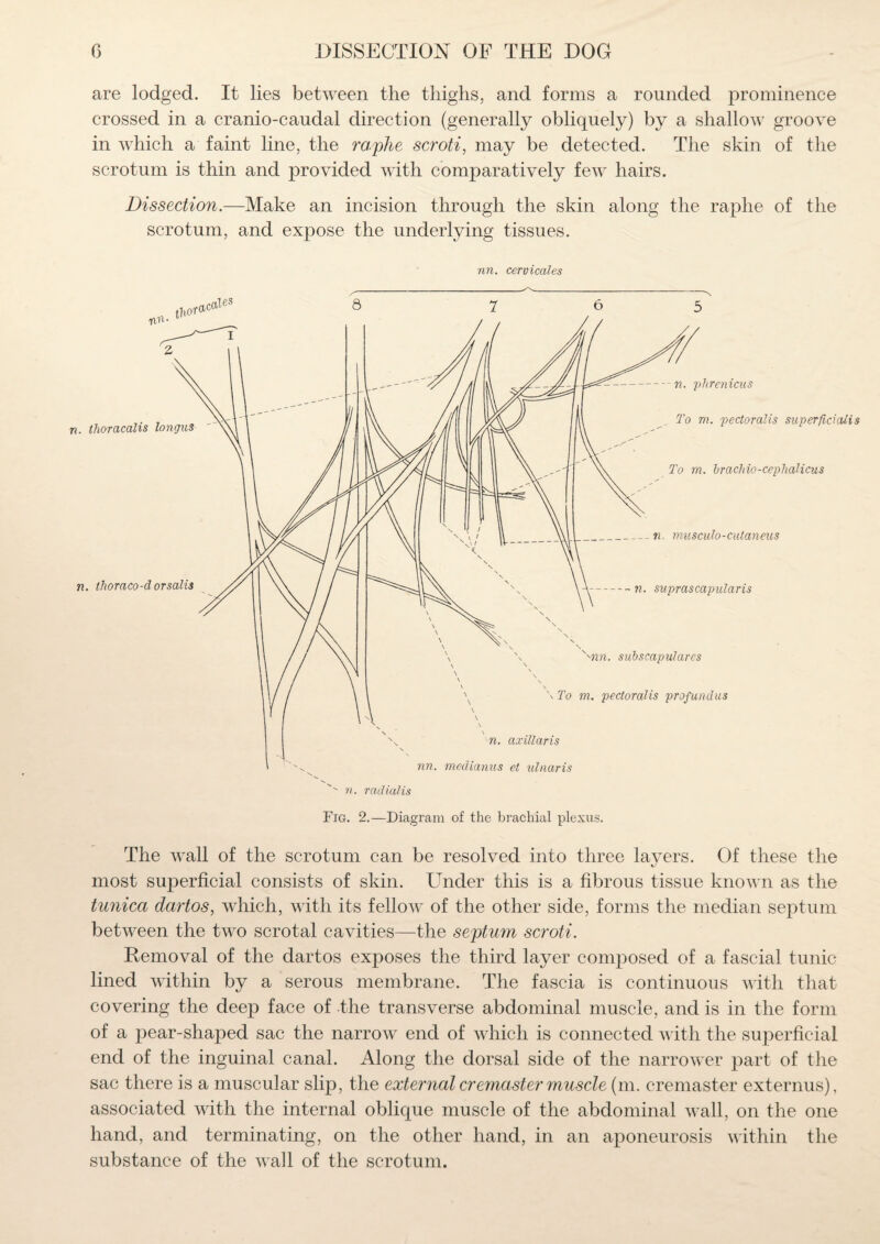 are lodged. It lies between the thighs, and forms a rounded prominence crossed in a cranio-caudal direction (generally obliquely) by a shallow groove in which a faint line, the raphe scroti, may be detected. The skin of the scrotum is thin and provided with comparatively few hairs. Dissection.—Make an incision through the skin along the raphe of the scrotum, and expose the underlying tissues. an. cervicales Fig. 2.—Diagram of the brachial plexus. The wall of the scrotum can be resolved into three layers. Of these the most superficial consists of skin. Under this is a fibrous tissue known as the tunica dartos, which, with its fellow of the other side, forms the median septum between the two scrotal cavities—the septum scroti. Removal of the dartos exposes the third layer composed of a fascial tunic lined within by a serous membrane. The fascia is continuous with that covering the deep face of the transverse abdominal muscle, and is in the form of a pear-shaped sac the narrow end of which is connected with the superficial end of the inguinal canal. Along the dorsal side of the narrower part of the sac there is a muscular slip, the external cremaster muscle (m. cremaster externus), associated with the internal oblique muscle of the abdominal wall, on the one hand, and terminating, on the other hand, in an aponeurosis within the substance of the wall of the scrotum.