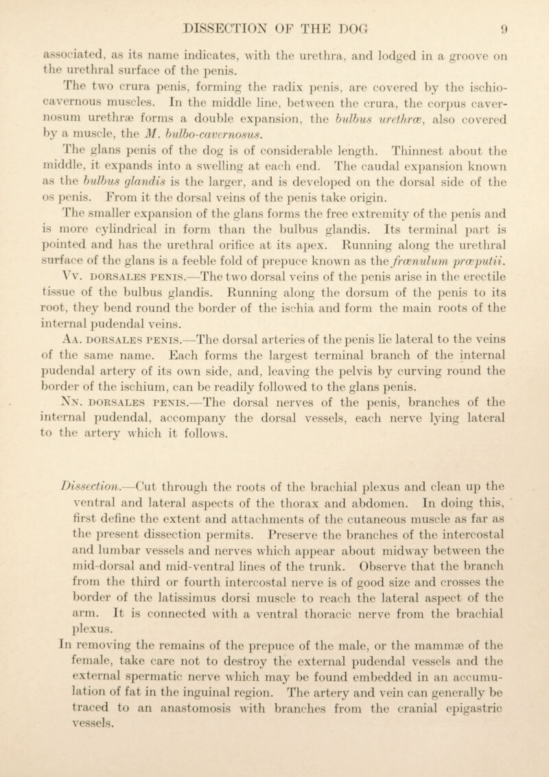 associated, as its name indicates, with the urethra, and lodged in a groove on the urethral surface of the penis. The two crura penis, forming the radix penis, are covered by the ischio¬ cavernous muscles. In the middle line, between the crura, the corpus caver- nosum urethrae forms a double expansion, the bulbus urethrae, also covered by a muscle, the M. bulbo-cavernosus. The glans penis of the dog is of considerable length. Thinnest about the middle, it expands into a swelling at each end. The caudal expansion known as tlie bulbus glandis is the larger, and is developed on the dorsal side of the os penis. From it the dorsal veins of the penis take origin. Fhe smaller expansion of the glans forms the free extremity of the penis and is more cylindrical in form than the bulbus glandis. Its terminal part is pointed and has the urethral orifice at its apex. Running along the urethral surface of the glans is a feeble fold of prepuce known as the frcenulum prceputii. Yv. dorsales penis.—The two dorsal veins of the penis arise in the erectile tissue of the bulbus glandis. Running along the dorsum of the penis to its root, they bend round the border of the ischia and form the main roots of the internal pudendal veins. Aa. dorsales penis.—The dorsal arteries of the penis lie lateral to the veins of the same name. Each forms the largest terminal branch of the internal pudendal artery of its own side, and, leaving the pelvis by curving round the border of the ischium, can be readily followed to the glans penis. Xn. dorsales penis.—The dorsal nerves of the penis, branches of the internal pudendal, accompany the dorsal vessels, each nerve lying lateral to the artery which it follows. Dissection.—Cut through the roots of the brachial plexus and clean up the ventral and lateral aspects of the thorax and abdomen. In doing this, first define the extent and attachments of the cutaneous muscle as far as the present dissection permits. Preserve the branches of the intercostal and lumbar vessels and nerves which appear about midway between the mid-dorsal and mid-ventral lines of the trunk. Observe that the branch from the third or fourth intercostal nerve is of good size and crosses the border of the latissimus dorsi muscle to reach the lateral aspect of the arm. It is connected with a ventral thoracic nerve from the brachial plexus. In removing the remains of the prepuce of the male, or the mammae of the female, take care not to destroy the external pudendal vessels and the external spermatic nerve which may be found embedded in an accumu¬ lation of fat in the inguinal region. The artery and vein can generally be traced to an anastomosis with branches from the cranial epigastric vessels.