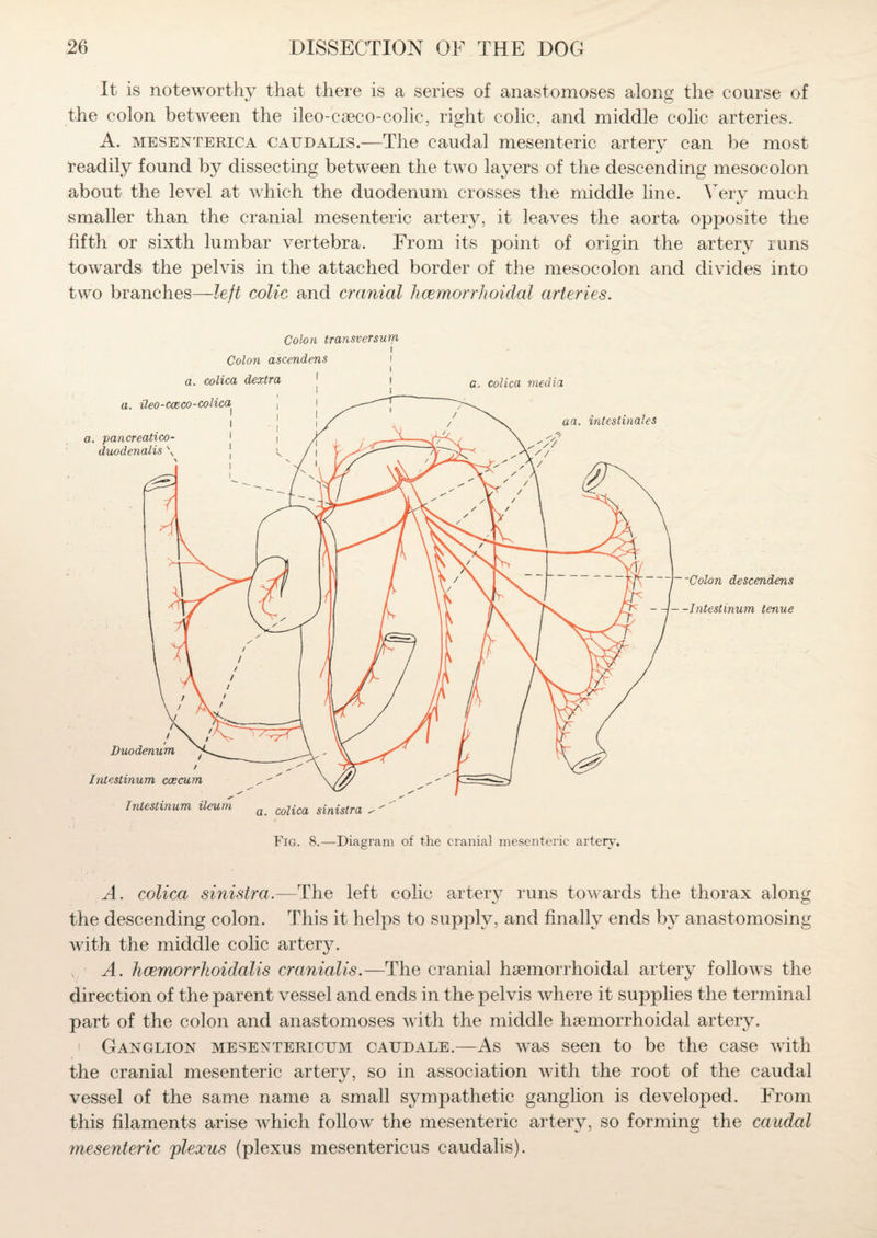 It is noteworthy that there is a series of anastomoses along the course of the colon between the ileo-eseco-colic, right colic, and middle colic arteries. A. mesenterica caudalis.—The caudal mesenteric artery can be most readily found by dissecting between the two layers of the descending mesocolon about the level at which the duodenum crosses the middle line. Very much smaller than the cranial mesenteric artery, it leaves the aorta opposite the fifth or sixth lumbar vertebra. From its point of origin the artery runs towards the pelvis in the attached border of the mesocolon and divides into two branches—left colic and cranial hcemorrhoidal arteries. Colon transversum Fig. 8.—Diagram of the cranial mesenteric artery. A. colica sinistra.—The left colic artery runs towards the thorax along the descending colon. This it helps to supply, and finally ends by anastomosing with the middle colic artery. A. hcemorrhoidalis cranialis.—The cranial haemorrhoidal artery follows the direction of the parent vessel and ends in the pelvis where it supplies the terminal part of the colon and anastomoses with the middle hsemorrhoidal artery. ! Ganglion mesentericum caudale.—As was seen to be the case with the cranial mesenteric artery, so in association with the root of the caudal vessel of the same name a small sympathetic ganglion is developed. From this filaments arise which follow the mesenteric artery, so forming the caudal mesenteric 'plexus (plexus mesentericus caudalis).