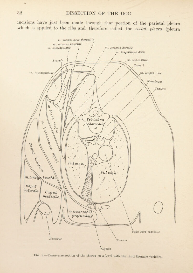 incisions have just been made through that portion of the parietal pleura which is applied to the ribs and therefore called the costal pleura (pleura m. rhomboideus thoracalis m. serrcUus ventralis , m. subscapularis ’ j m. serratus dorsalis