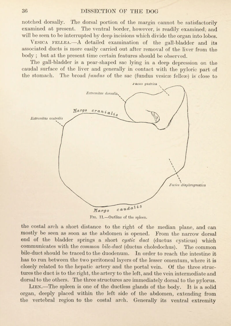 notched dorsally. The dorsal portion of the margin cannot be satisfactorily examined at present. The ventral border, however, is readily examined,^ and will be seen to be interrupted by deeji incisions which divide the organ into lobes. Vesica fellea.—A detailed examination of the gall-bladder and its associated ducts is more easily carried out after removal of the liver from the body ; but at the present time certain features should be observed. The gall-bladder is a pear-shaped sac lying in a deep depression on the caudal surface of the liver and generally in contact with the pyloric part of the stomach. The broad fundus of the sac (fundus vesicse fellese) is close to the costal arch a short distance to the right of the median plane, and can mostly be seen as soon as the abdomen is opened. From the narrow dorsal end of the bladder springs a short cystic duct (ductus cysticus) which communicates with the common bile-duct (ductus choledochus). The common bile-duct should be traced to the duodenum. In order to reach the intestine it has to run between the two peritoneal layers of the lesser omentum, where it is closely related to the hepatic artery and the portal vein. Of the three struc¬ tures the duct is to the right, the artery to the left, and the vein intermediate and dorsal to the others. The three structures are immediately dorsal to the pylorus. Lien.—The spleen is one of the ductless glands of the body. It is a solid organ, deeply placed within the left side of the abdomen, extending from the vertebral region to the costal arch. Generally its ventral extremity