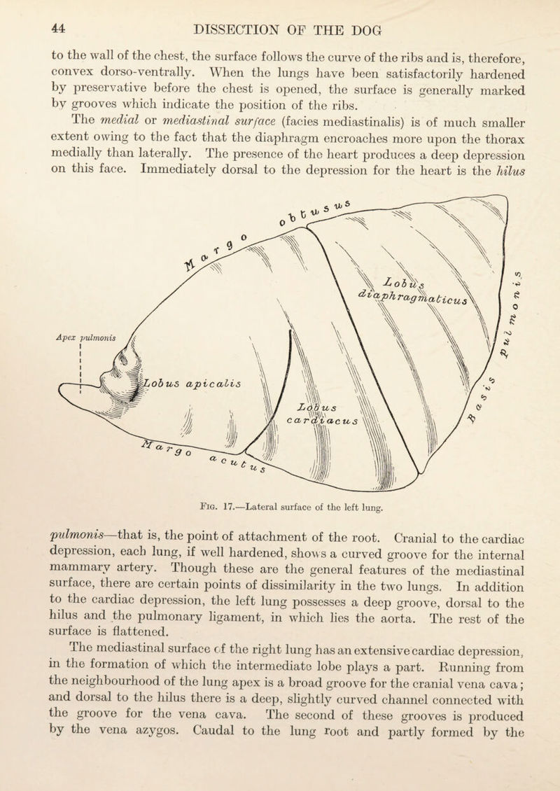 to the wall of the chest, the surface follows the curve of the ribs and is, therefore, convex dorso-ventrally. When the lungs have been satisfactorily hardened by preservative before the chest is opened, the surface is generally marked by grooves which indicate the position of the ribs. The medial or mediastinal surface (facies mediastinalis) is of much smaller extent owing to the fact that the diaphragm encroaches more upon the thorax medially than laterally. The presence of the heart produces a deep depression on this face. Immediately dorsal to the depression for the heart is the hilus pulmonis that is, the point of attachment of the root. Cranial to the cardiac depression, each lung, if well hardened, shows a curved groove for the internal mammary artery. Though these are the general features of the mediastinal surface, there are certain points of dissimilarity in the two lungs. In addition to the cardiac depression, the left lung possesses a deep groove, dorsal to the hilus and the pulmonary ligament, in which lies the aorta. The rest of the surface is flattened. I he mediastinal surface of the right lung has an extensive cardiac depression, in the formation of which the intermediate lobe plays a part. Dunning from the neighbourhood of the lung apex is a broad groove for the cranial vena cava; and dorsal to the hilus there is a deep, slightly curved channel connected with the groove for the vena cava. The second of these grooves is produced by the vena azygos. Caudal to the lung root and partly formed by the