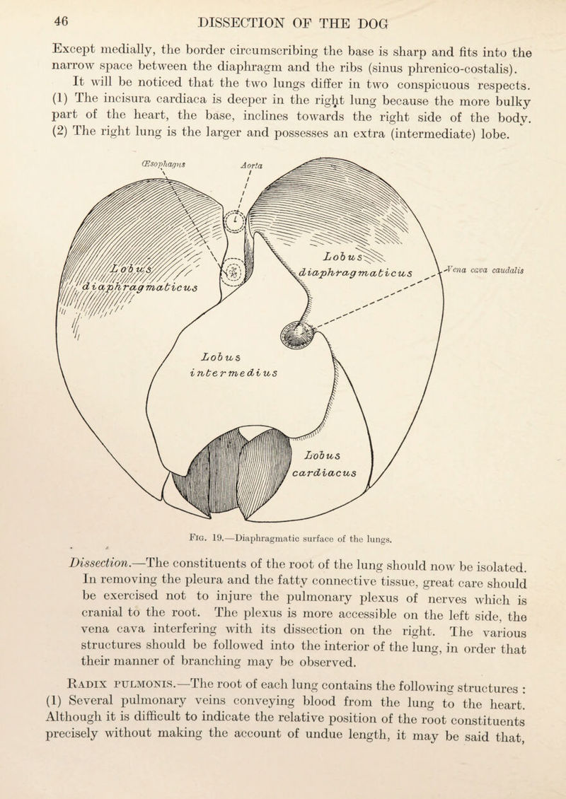 Except medially, the border circumscribing the base is sharp and fits into the narrow space between the diaphragm and the ribs (sinus phrenico-costalis). It will be noticed that the two lungs differ in two conspicuous respects. (1) The incisura cardiaca is deeper in the right lung because the more bulky part of the heart, the base, inclines towards the right side of the body. (2) The right lung is the larger and possesses an extra (intermediate) lobe. • / Dissection.—The constituents of the root of the lung should now be isolated. In removing the pleura and the fatty connective tissue, great care should be exercised not to injure the pulmonary plexus of nerves which is cranial to the root. The plexus is more accessible on the left side, the vena cava interfering with its dissection on the right. The various structures should be followed into the interior of the lung, in order that their manner of branching may be observed. Radix pulmonis.—The root of each lung contains the following structures : (1) Several pulmonary veins conveying blood from the lung to the heart. Although it is difficult to indicate the relative position of the root constituents precisely without making the account of undue length, it may be said that,