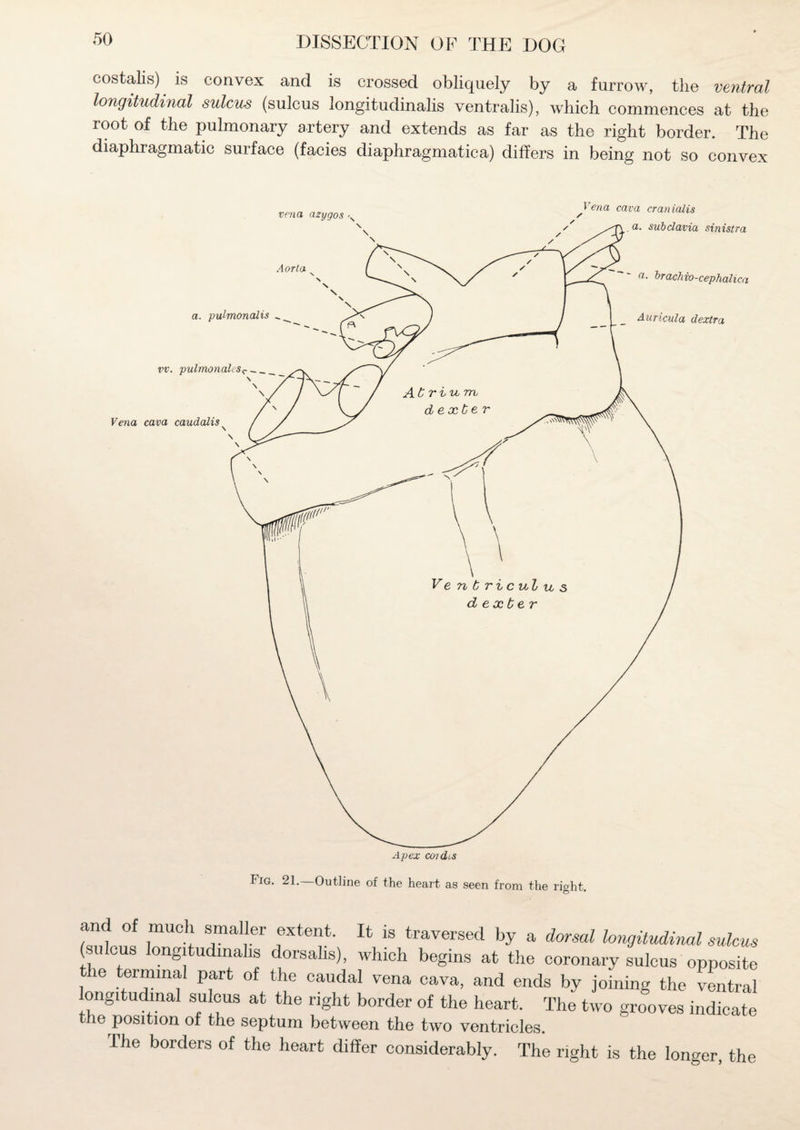 costalis) is convex and is crossed obliquely by a furrow, the ventral longitudinal sulcus (sulcus longitudinals ventralis), which commences at the root of the pulmonary artery and extends as far as the right border. The diaphragmatic surface (facies diaphragmatic a) differs in being not so convex Fig. 21. Outline of the heart as seen from the right. zi°! r}: rr rtei?-xt is traversed a d°rmi (sulcus longitudinalis dorsalis), which begins at the coronary sulcus opposite ie terminal part of the caudal vena cava, and ends by joining the ventral longitudinal sulcus at the right border of the heart. The two grooves indicate the position of the septum between the two ventricles. The borders of the heart differ considerably. The right is the longer, the