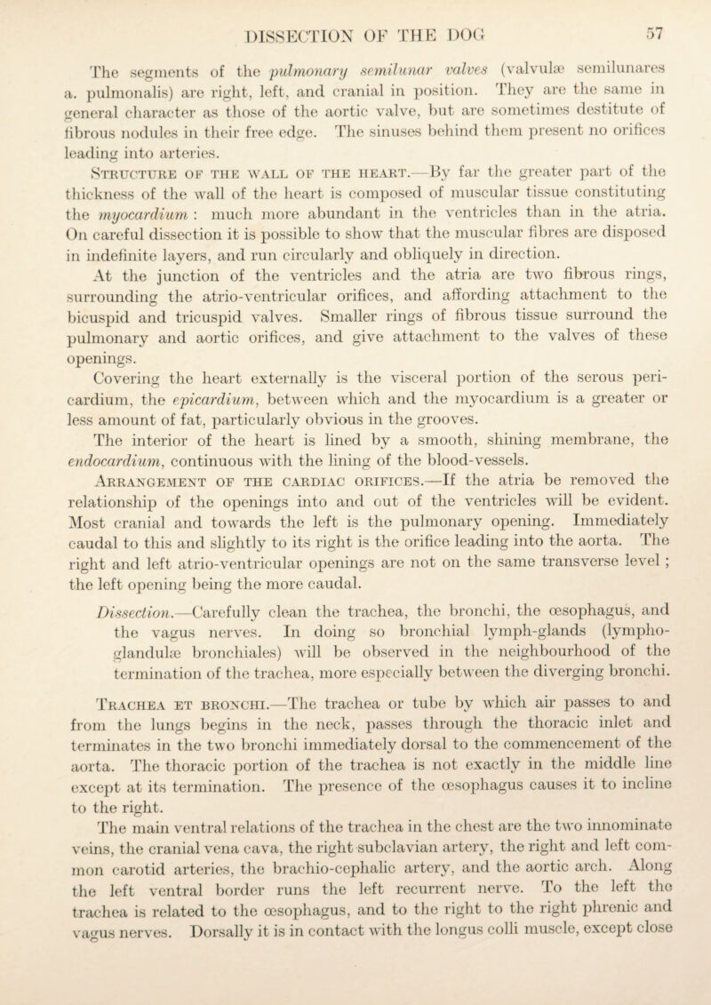 The segments of the pulmonary semilunar valves (valvulse semilunares a. pulmonalis) are right, left, and cranial in position. 1 hey are the same in general character as those of the aortic valve, but are sometimes destitute of fibrous nodules in their free edge. The sinuses behind them present no orifices leading into arteries. Structure of the wall of the heart.— By far the greater part of the thickness of the wall of the heart is composed of muscular tissue constituting the myocardium : much more abundant in the ventricles than in the atria. On careful dissection it is possible to show that the muscular fibres are disposed in indefinite layers, and run circularly and obliquely in direction. At the junction of the ventricles and the atria are two fibrous rings, surrounding the atrio-ventricular orifices, and affording attachment to the bicuspid and tricuspid valves. Smaller rings of fibrous tissue surround the pulmonary and aortic orifices, and give attachment to the valves of these openings. Covering the heart externally is the visceral portion of the serous peri¬ cardium, the epicardium, between which and the myocardium is a greater or less amount of fat, particularly obvious in the grooves. The interior of the heart is lined by a smooth, shining membrane, the endocardium, continuous with the lining of the blood-vessels. Arrangement of the cardiac orifices.—If the atria be removed the relationship of the openings into and out of the ventricles will be evident. Most cranial and towards the left is the pulmonary opening. Immediately caudal to this and slightly to its right is the orifice leading into the aorta. The right and left atrio-ventricular openings are not on the same transverse level ; the left opening being the more caudal. Dissection.—Carefully clean the trachea, the bronchi, the oesophagus, and the vagus nerves. In doing so bronchial lymph-glands (lympho- glandulre bronchiales) will be observed in the neighbourhood of the termination of the trachea, more especially between the diverging bronchi. Trachea et bronchi.—The trachea or tube by which air passes to and from the lungs begins in the neck, passes through the thoracic inlet and terminates in the two bronchi immediately dorsal to the commencement of the aorta. The thoracic portion of the trachea is not exactly in the middle line except at its termination. The presence of the oesophagus causes it to incline to the right. The main ventral relations of the trachea in the chest are the two innominate veins, the cranial vena cava, the right subclavian artery, the right and left com¬ mon carotid arteries, the brachio-cephalic artery, and the aortic arch. Along the left ventral border runs the left recurrent nerve. To the left the trachea is related to the oesophagus, and to the right to the right phrenic and vagus nerves. Dorsally it is in contact with the longus colli muscle, except close