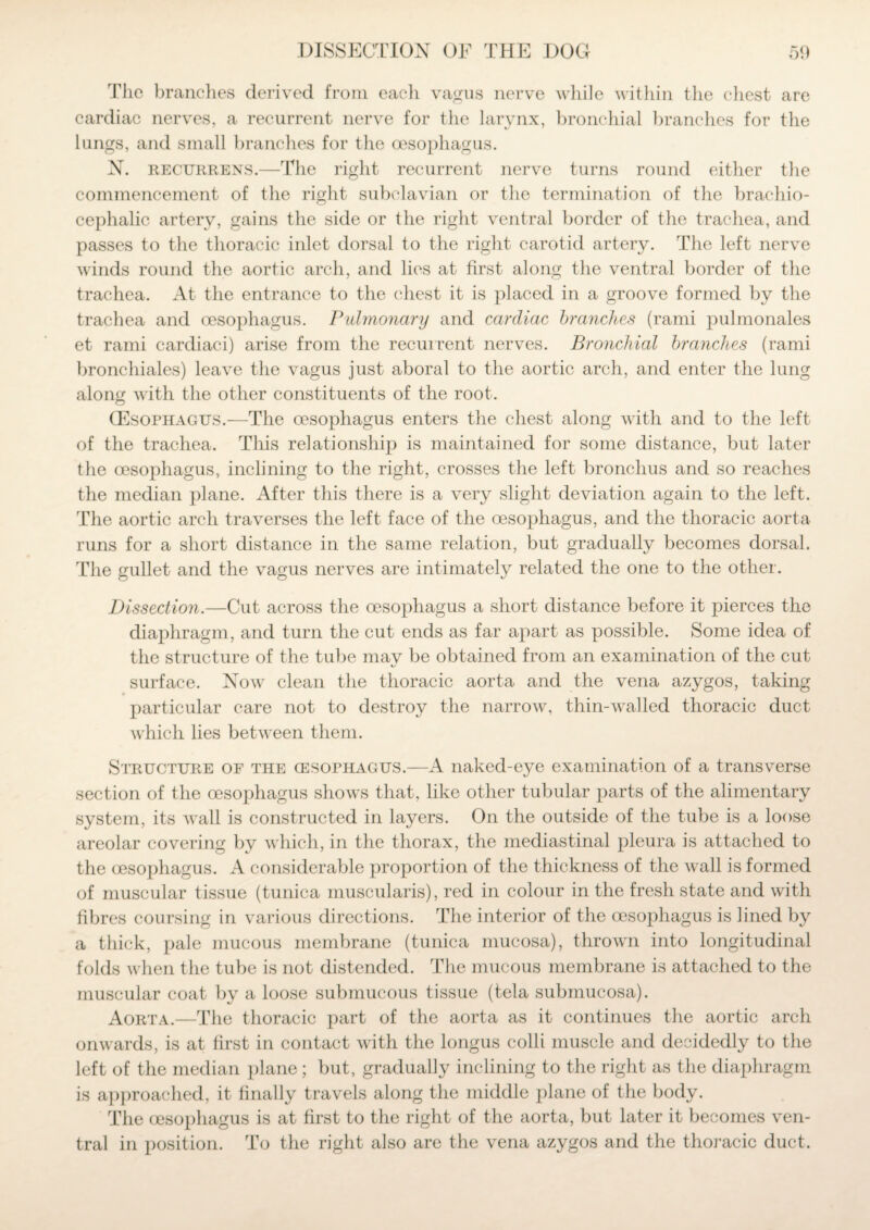 The brandies derived from eadi vagus nerve while within the chest are cardiac nerves, a recurrent nerve for the larynx, bronchial branches for the lungs, and small branches for the oesophagus. N. recurrens.—The right recurrent nerve turns round either the commencement of the right subclavian or the termination of the brachio¬ cephalic artery, gains the side or the right ventral border of the trachea, and passes to the thoracic inlet dorsal to the right carotid artery. The left nerve winds round the aortic arch, and lies at first along the ventral border of the trachea. At the entrance to the chest it is placed in a groove formed by the trachea and oesophagus. Pulmonary and cardiac branches (rami pulmonales et rami cardiaci) arise from the recurrent nerves. Bronchial branches (rami bronchiales) leave the vagus just aboral to the aortic arch, and enter the lung along with the other constituents of the root. (Esophagus.—The oesophagus enters the chest along with and to the left of the trachea. This relationship is maintained for some distance, but later the oesophagus, inclining to the right, crosses the left bronchus and so reaches the median plane. After this there is a very slight deviation again to the left. The aortic arch traverses the left face of the oesophagus, and the thoracic aorta runs for a short distance in the same relation, but gradually becomes dorsal. The gullet and the vagus nerves are intimately related the one to the other. Dissection.—Cut across the oesophagus a short distance before it pierces the diaphragm, and turn the cut ends as far apart as possible. Some idea of the structure of the tube may be obtained from an examination of the cut surface. Now clean the thoracic aorta and the vena azygos, taking particular care not to destroy the narrow, thin-walled thoracic duct which lies between them. Structure of the oesophagus.—A naked-eye examination of a transverse section of the oesophagus shows that, like other tubular parts of the alimentary system, its wall is constructed in layers. On the outside of the tube is a loose areolar covering by which, in the thorax, the mediastinal pleura is attached to the oesophagus. A considerable proportion of the thickness of the wall is formed of muscular tissue (tunica muscularis), red in colour in the fresh state and with fibres coursing in various directions. The interior of the oesophagus is lined by a thick, pale mucous membrane (tunica mucosa), thrown into longitudinal folds when the tube is not distended. The mucous membrane is attached to the muscular coat by a loose submucous tissue (tela submucosa). Aorta.—The thoracic part of the aorta as it continues the aortic arch onwards, is at first in contact with the longus colli muscle and decidedly to the left of the median plane; but, gradually inclining to the right as the diaphragm is approached, it finally travels along the middle plane of the body. The oesophagus is at first to the right of the aorta, but later it becomes ven¬ tral in position. To the right also are the vena azygos and the thoracic duct.
