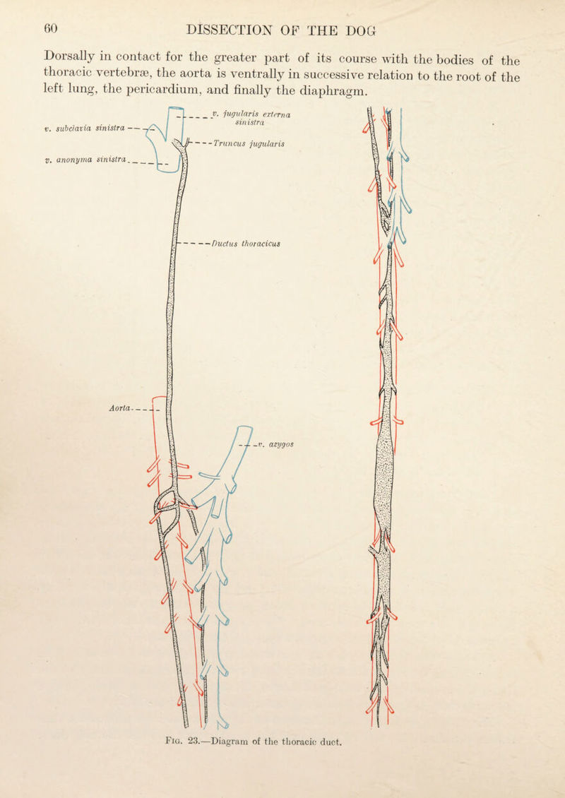 Dorsally in contact for the greater part of its course with the bodies of the thoracic vertebrae, the aorta is ventrally in successive relation to the root of the left lung, the pericardium, and finally the diaphragm. Fig. 23.—Diagram of the thoracic duct.