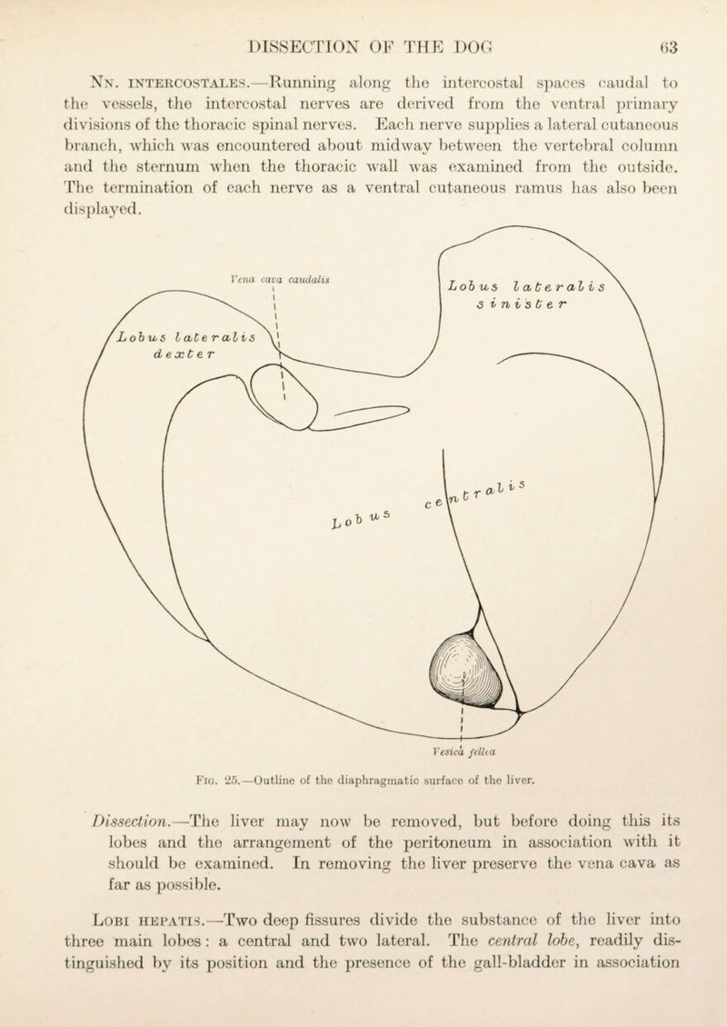 Nn. intercostales.—Running along the intercostal spaces caudal to the vessels, the intercostal nerves are derived from the ventral primary divisions of the thoracic spinal nerves. Each nerve supplies a lateral cutaneous branch, which was encountered about mid wav between the vertebral column and the sternum when the thoracic wall was examined from the outside. The termination of each nerve as a ventral cutaneous ramus has also been displayed. Dissection.—The liver may now be removed, but before doing this its lobes and the arrangement of the peritoneum in association with it should be examined. In removing the liver preserve the vena cava as far as possible. Lobi hepatis.—Two deep fissures divide the substance of the liver into three main lobes : a central and two lateral. The central lobe, readily dis¬ tinguished by its position and the presence of the gall-bladder in association