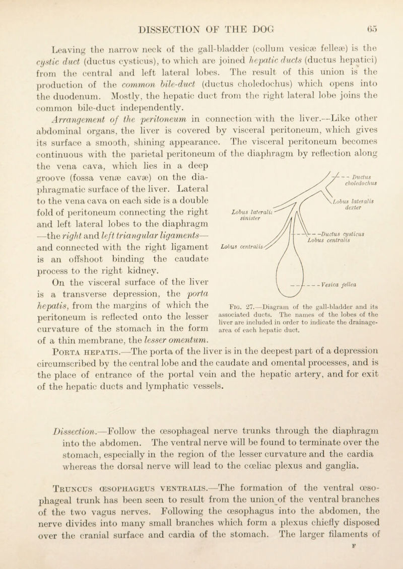 Leaving the narrow neck of the gall-bladder (collum vesicae fellese) is the cystic duct (ductus cysticus), to which are joined hepatic ducts (ductus hepatici) from the central and left lateral lobes. The result of this union is the production of the common bile-duct (ductus choledoehus) which opens into the duodenum. Mostly, the hepatic duct from the right lateral lobe joins the common bile-duct independently. Arrangement of the peritoneum in connection with the liver.—Like other abdominal organs, the liver is covered by visceral peritoneum, which gives its surface a smooth, shining appearance. The visceral peritoneum becomes continuous with the parietal peritoneum of the diaphragm by reflection along the vena cava, which lies in a deep groove (fossa venae cavae) on the dia¬ phragmatic surface of the liver. Lateral to the vena cava on each side is a double fold of peritoneum connecting the right and left lateral lobes to the diaphragm —the right and left triangular ligaments— and connected with the right ligament is an offshoot binding the caudate process to the right kidney. On the visceral surface of the liver is a transverse depression, the porta hepatis, from the margins of which the peritoneum is reflected onto the lesser curvature of the stomach in the form of a thin membrane, the lesser omentum. Porta hepatis.—The porta of the liver is in the deepest part of a depression circumscribed by the central lobe and the caudate and omental processes, and is the place of entrance of the portal vein and the hepatic artery, and for exit of the hepatic ducts and lymphatic vessels. Fig. 27.—Diagram of the gall-bladder and its associated ducts. The names of the lobes of the liver are included in order to indicate the drainage- area of each hepatic duct. Dissection.—Follow the oesophageal nerve trunks through the diaphragm into the abdomen. The ventral nerve will be found to terminate over the stomach, especially in the region of the lesser curvature and the cardia whereas the dorsal nerve will lead to the cceliac plexus and ganglia. Truncus cesophageus ventralis.—1The formation of the ventral oeso¬ phageal trunk has been seen to result from the union of the ventral branches of the two vagus nerves. Following the oesophagus into the abdomen, the nerve divides into many small branches which form a plexus chiefly disposed over the cranial surface and cardia of the stomach. The larger filaments of