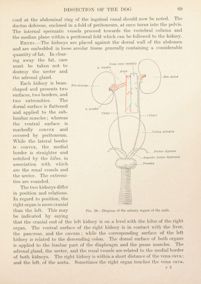 Vena cava caudalis a. renalis -U Ren dexter Ren sinister - - v. renalis _Vesica urinaria cord at the abdominal ring of the inguinal canal should now be noted. The ductus deferens, enclosed in a fold of peritoneum, at once turns into the pelvis. The internal spermatic vessels proceed towards the vertebral column and the median plane within a peritoneal fold which can be followed to the kidney. Renes.—The kidneys are placed against the dorsal wall of the abdomen and are embedded in loose areolar tissue generally containing a considerable quantity of fat. In clear¬ ing away the fat, care must be taken not to destroy the ureter and the adrenal gland. Each kidney is bean- shaped and presents two surfaces, two borders, and two extremities. The dorsal surface is flattened and applied to the sub- lumbar muscles; whereas the ventral surface is markedly convex and covered by peritoneum. While the lateral border is convex, the medial border is straighter and notched by the hilus, in association with which are the renal vessels and the ureter. The extremi¬ ties are rounded. The two kidneys differ in position and relations. In regard to position, the right organ is more cranial than the left. This may be indicated by saying that the cranial end of the left kidney is on a level with the hilus of the right organ. The ventral surface of the right kidney is in contact with the liver, the pancreas, and the caecum ; while the corresponding surface of the left kidney is related to the descending colon. The dorsal surface of both organs is applied to the lumbar part of the diaphragm and the psoas muscles. The adrenal gland, the ureter, and the renal vessels are related to the medial border of both kidneys. The right kidney is within a short distance of the vena cava; and the left, of the aorta. Sometimes the right organ touches the vena cava. Ductus deferens Ampulla ductus deferentis Fig. 28.—Diagram of the urinary organs of the male.