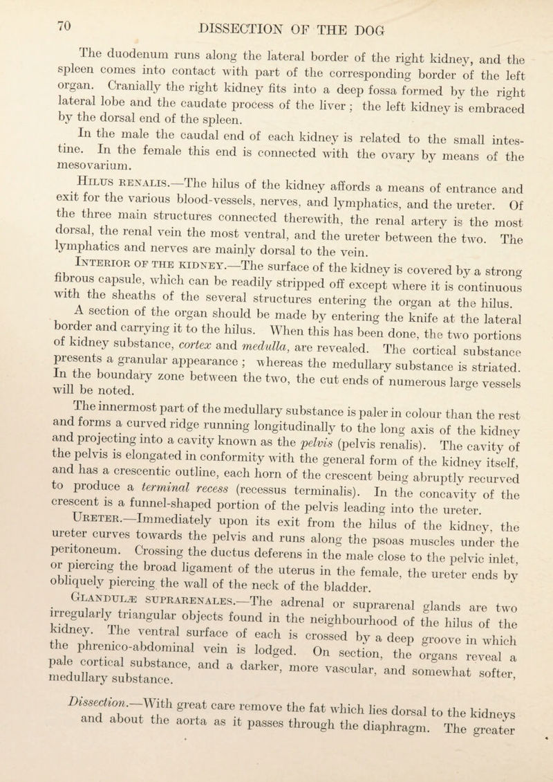 The duodenum runs along the lateral border of the right kidney, and the spleen comes into contact with part of the corresponding border of the left oigan. Cranially the right kidney fits into a deep fossa formed by the right lateral lobe and the caudate process of the liver ; the left kidney is embraced by the dorsal end of the spleen. In the male the caudal end of each kidney is related to the small intes¬ tine. In the female this end is connected with the ovary by means of the mesovarium. . EENALIS- The hilus of the kidney affords a means of entrance and exit for the various blood-vessels, nerves, and lymphatics, and the ureter. Of the three main structures connected therewith, the renal artery is the most c 01 sa t e renal vein the most ventral, and the ureter between the two. The lymphatics and nerves are mainly dorsal to the vein. Interior of the kidney. The surface of the kidney is covered by a strong fibrous capsule which can be readily stripped off except where it is continuous with the sheaths of the several structures entering the organ at the hilus. section of the organ should be made by entering the knife at the lateral border and carrying it to the hilus. When this has been done, the two portions of kidney substance, cortex and medulla, are revealed. The cortical substance presents a granular appearance ; whereas the medullary substance is striated, n the boundary zone between the two, the cut ends of numerous large vessels The innermost part of the medullary substance is paler in colour than the rest and forms a curved ridge running longitudinally to the long axis of the kidney an projecting into a cavity known as the pelvis (pelvis renalis). The cavity of the pelvis is elongated in conformity with the general form of the kidney itself, and has a crescentic outline, each horn of the crescent being abruptly recurved to produce a terminal recess (recessus terminalis). In the concavity of the crescent is a funnel-shaped portion of the pelvis leading into the ureter. Ubeter.—Immediately upon its exit from the hilus of the kidney the ureter curves towards the pelvis and runs along the psoas muscles under the peritoneum. Crossing the ductus deferens in the male close to the pelvic inlet or piercing the broad ligament of the uterus in the female, the ureter ends by obliquely piercing the wall of the neck of the bladder Glandule; SUPRARENALES.-The adrenal or suprarenal glands are two iiiegulaily tnangular objects found in the neighbourhood of the hilus of the kidney. The ventral surface of each is crossed by a deep groove in which the phrenico-abdommal vein is lodged. On section, the organs reveal a Dissection.—With great and about the aorta care remove the fat which lies dorsal to the kidneys as it passes through the diaphragm. The greater