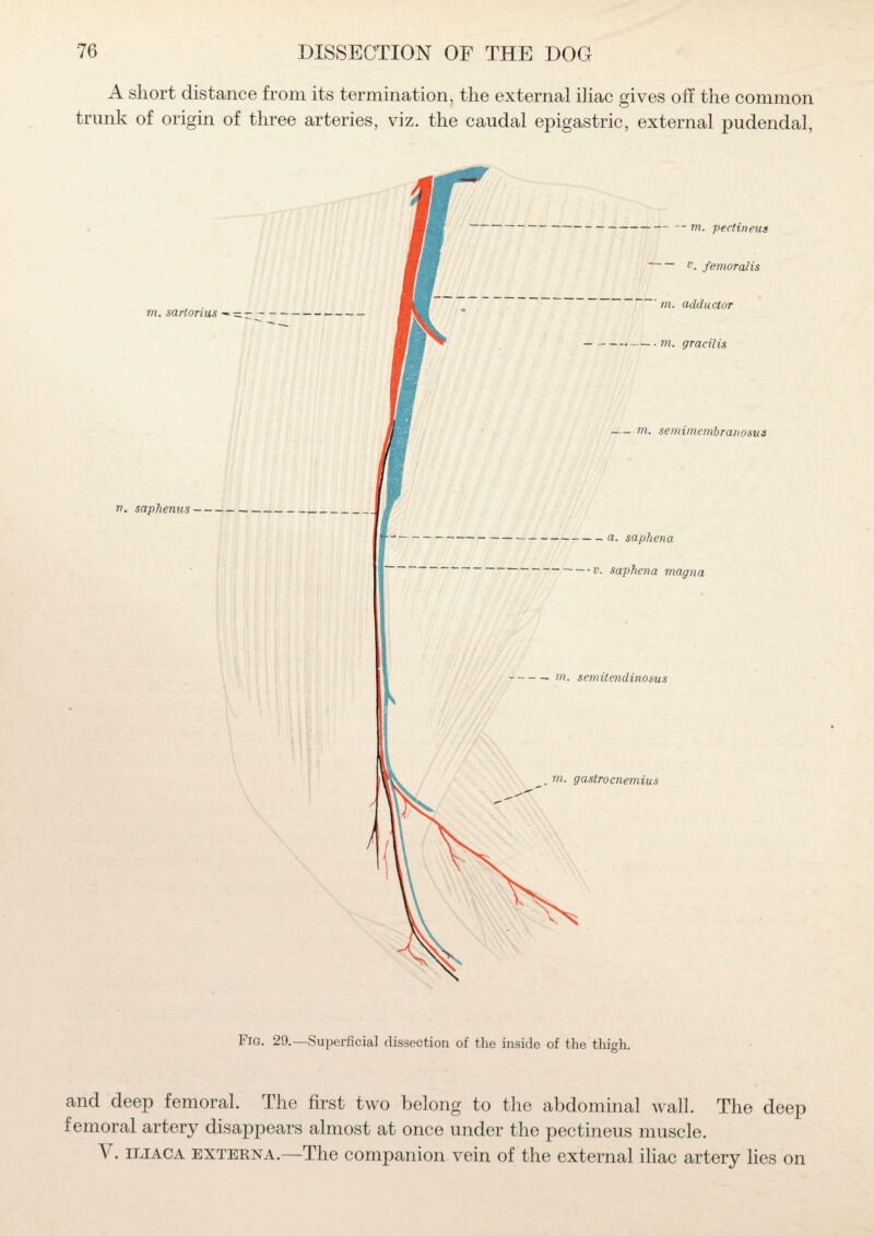 A short distance from its termination, the external iliac gives off the common trunk of origin of three arteries, viz. the caudal epigastric, external pudendal, Fig. 29.—Superficial dissection of the inside of the thigh. and deep femoral. The first two belong to the abdominal wall. The deep femoral artery disappears almost at once under the pectineus muscle. V. iliaca externa.—The companion vein of the external iliac artery lies on