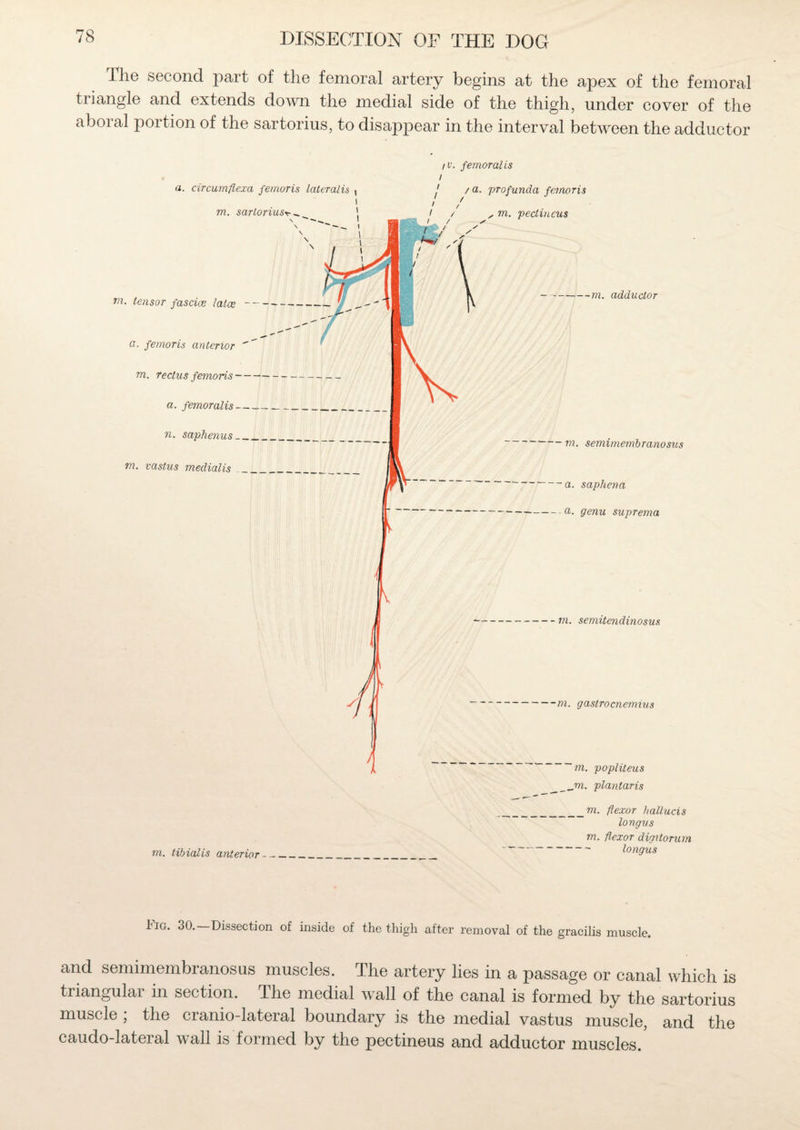 I lie second part of the femoral artery begins at the apex of the femoral t dangle and extends down the medial side of the thigh, under cover of the aboral portion of the sartorius, to disappear in the interval between the adductor / v. femoral is i _m. flexor hallucis longus m. flexor digitorum m. tibialis anterior__ longus Lig. 30. Dissection of inside of the thigh after removal of the gracilis muscle. and semimembranosus muscles. The artery lies in a passage or canal which is triangulai in section. I he medial wall of the canal is formed by the sartorius muscle ; the cranio-lateral boundary is the medial vastus muscle, and the caudo-lateral wall is formed by the pectineus and adductor muscles.
