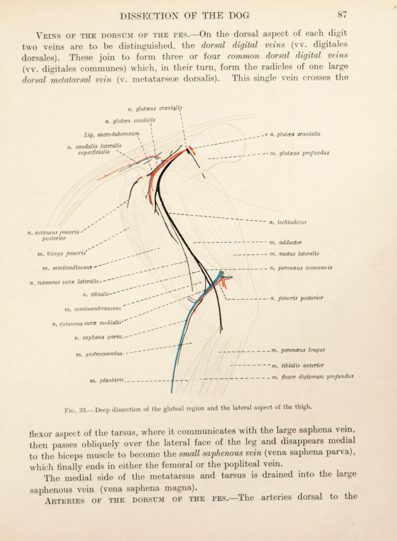 Veins of the dorsum of the fes.—On the dorsal aspect of each digit two veins are to be distinguished, the dorsal digital veins (vv. digitales dorsales). These join to form three or four common dorsal digital vei?is (vv. digitales communes) which, in their turn, form the radicles of one large dorsal metatarsal vein (v. metatarsese dorsalis). This single vein crosses the n. glutceus craniqlis \ flexor aspect of the tarsus, where it communicates with the large saphena vein, then passes obliquely over the lateral face of the leg and disappears medial to the biceps muscle to become the small saphenous vein (vena saphena parva), which finally ends in either the femoral or the popliteal vein. The medial side of the metatarsus and tarsus is drained into the large saphenous vein (vena saphena magna). Arteries of the dorsum of the pes.—The arteries dorsal to the