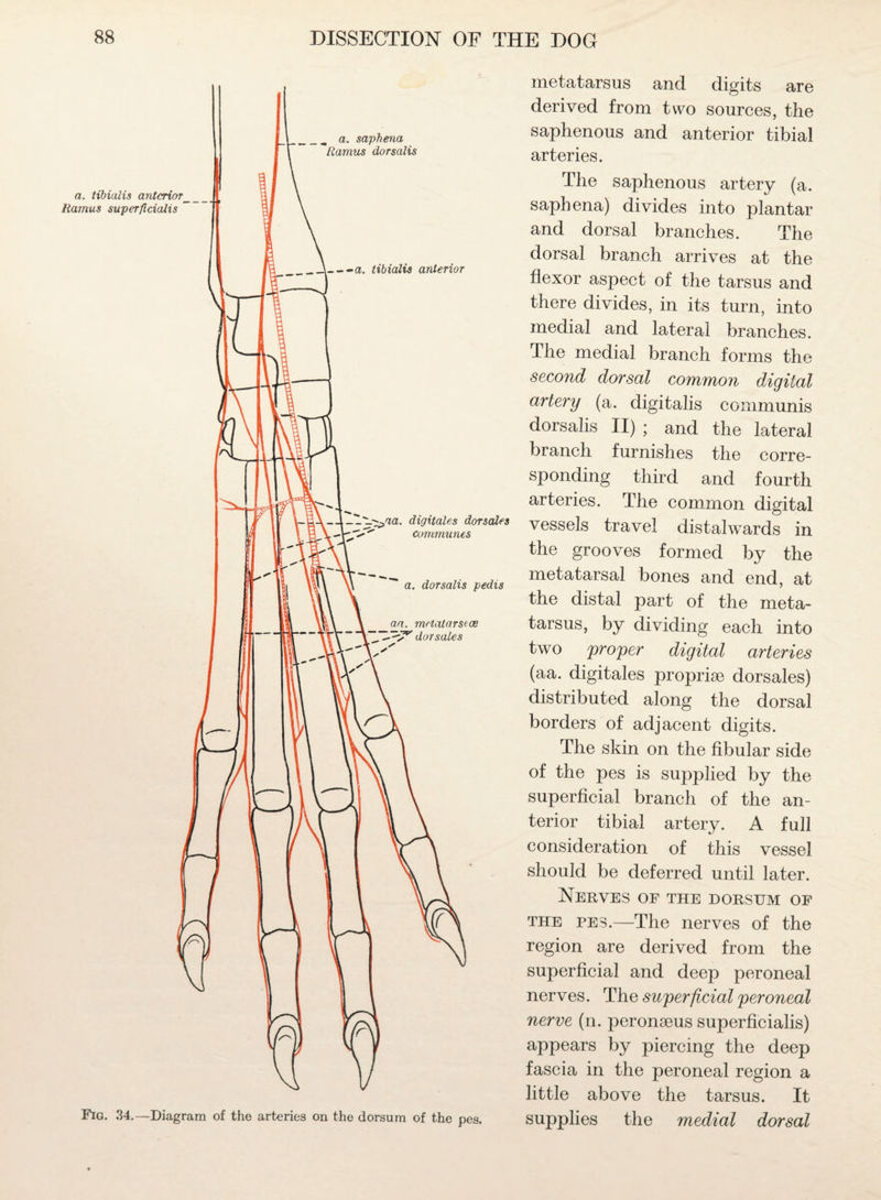 __ a. saphena Ramus dorsalis a. tibialis anterior_ Ramus superficialis ~ _tibialis anterior —1 ---^aa. digitales dorsales communes ** a. dorsalis pedis an. mrtatarstce fi0Tsaies Fig. 34.—Diagram of the arteries on the dorsum of the pes. metatarsus and digits are derived from two sources, the saphenous and anterior tibial arteries. The saphenous artery (a. saphena) divides into plantar and dorsal branches. The dorsal branch arrives at the flexor aspect of the tarsus and there divides, in its turn, into medial and lateral branches. The medial branch forms the second dorsal common digital artery (a. digitalis communis dorsalis II) ; and the lateral branch furnishes the corre¬ sponding third and fourth arteries. The common digital vessels travel distal wards in the grooves formed by the metatarsal bones and end, at the distal part of the meta¬ tarsus, by dividing each into two proper digital arteries (aa. digitales proprise dorsales) distributed along the dorsal borders of adjacent digits. The skin on the fibular side of the pes is supplied by the superficial branch of the an¬ terior tibial artery. A full consideration of this vessel should be deferred until later. Nerves of the dorsum of the pes.—The nerves of the region are derived from the superficial and deep peroneal nerves. The superficial peroneal nerve (n. peronseus superficialis) appears by piercing the deep fascia in the peroneal region a little above the tarsus. It supplies the medial dorsal