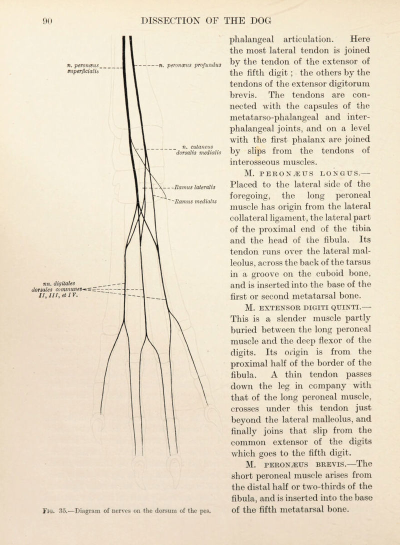 Fig. 35.—Diagram of nerves on the dorsum of the pe3. phalangeal articulation. Here the most lateral tendon is joined by the tendon of the extensor of the fifth digit; the others by the tendons of the extensor digitorum brevis. The tendons are con¬ nected with the capsules of the metatarso-phalangeal and inter- phalangeal joints, and on a level with the first phalanx are joined by slips from the tendons of interosseous muscles. M. PE RON.DUS LONGUS.— Placed to the lateral side of the foregoing, the long peroneal muscle has origin from the lateral collateral ligament, the lateral part of the proximal end of the tibia and the head of the fibula. Its tendon runs over the lateral mal¬ leolus, across the back of the tarsus in a groove on the cuboid bone, and is inserted into the base of the first or second metatarsal bone. M. EXTENSOR DIGITI QUINTI.- This is a slender muscle partly buried between the long peroneal muscle and the deep flexor of the digits. Its origin is from the proximal half of the border of the fibula. A thin tendon passes down the leg in company with that of the long peroneal muscle, crosses under this tendon just beyond the lateral malleolus, and finally joins that slip from the common extensor of the digits which goes to the fifth digit. M. peronjeus brevis.—The short peroneal muscle arises from the distal half or two-thirds of the fibula, and is inserted into the base of the fifth metatarsal bone.