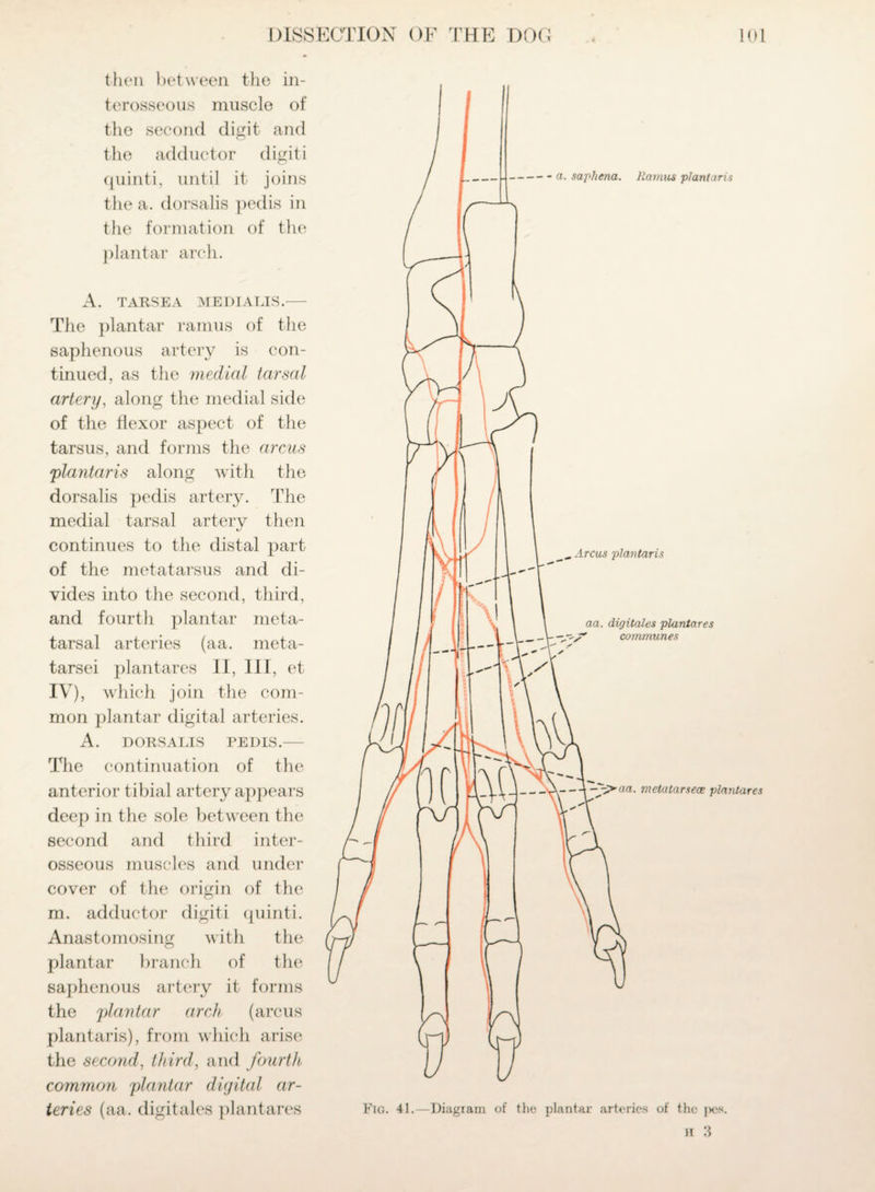 then between the in¬ terosseous muscle of the second digit and the adductor digiti quinti, until it joins the a. dorsalis pedis in tlie formation of the plantar arch. A. TARSEA MEDIALIS.— The plantar ramus of the saphenous artery is con¬ tinued, as the medial tarsal artery, along the medial side of the flexor aspect of the tarsus, and forms the arcus plantaris along with the dorsalis pedis artery. The medial tarsal artery then continues to the distal part of the metatarsus and di¬ vides into the second, third, and fourth plantar meta¬ tarsal arteries (aa. meta- tarsei plantares II, III, et IV), which join the com¬ mon plantar digital arteries. A. DORSALIS PEDIS.— The continuation of the anterior tibial artery appears deep in the sole between the second and third inter¬ osseous muscles and under cover of the origin of the m. adductor digiti quinti. Anastomosing with the plantar branch of the saphenous artery it forms the plantar arch (arcus plantaris), from which arise the second, third, and fourth common plantar digital ar¬ teries (aa. digitales plantares
