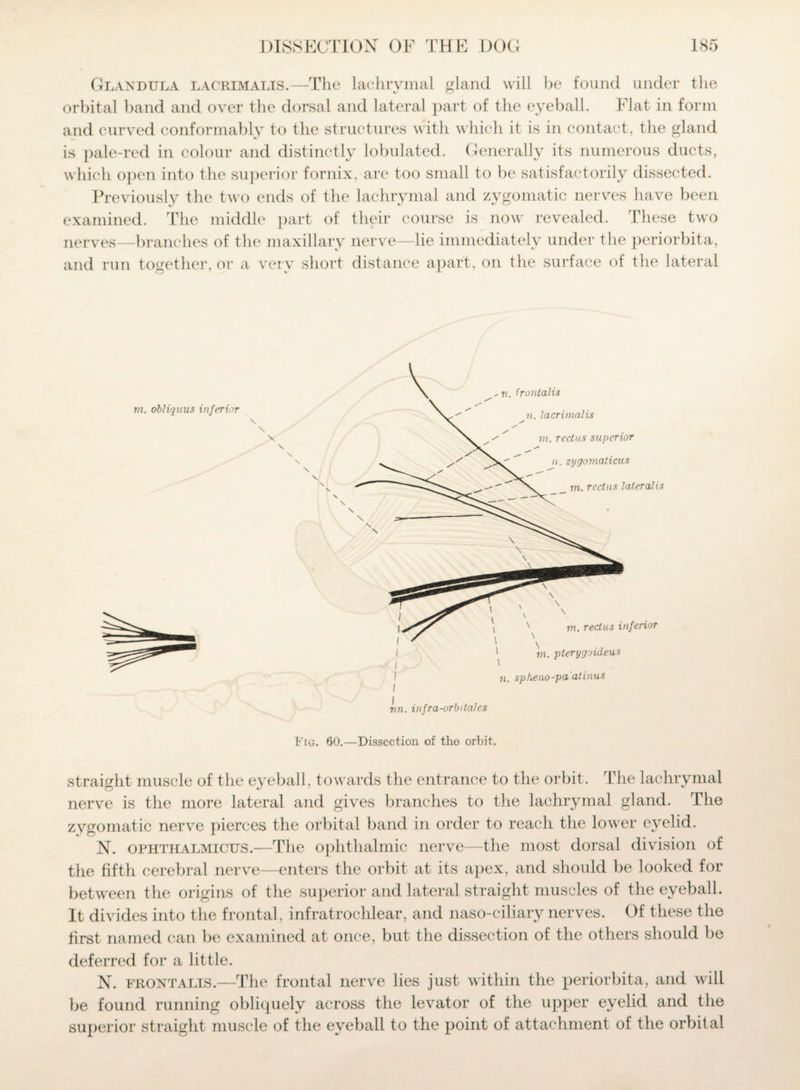 Glandula lacrimalis.—The lachrymal gland will be found under the orbital band and over the dorsal and lateral part of the eyeball. Flat in form and curved conformably to the structures with which it is in contact, the gland is pale-red in colour and distinctly lobulated. Generally its numerous ducts, which open into the superior fornix, are too small to be satisfactorily dissected. Previously the two ends of the lachrymal and zygomatic nerves have been examined. The middle part of their course is now revealed. These two nerves—branches of the maxillary nerve—lie immediately under the periorbita, and run together, or a very short distance apart, on the surface of the lateral m. obliquus inferior \ v. frontalis n. lacrimalis m. rectus superior n. zygomaticus m. rectus lateralis \ ' X . ' m. rectus inferior m. pterygoideus n. spheno-pa'atinus iw. infra-orbi talcs Fro. 60.—Dissection of tho orbit. straight muscle of the eyeball, towards the entrance to the orbit. The lachrymal nerve is the more lateral and gives branches to the lachrymal gland. The zygomatic nerve pierces the orbital band in order to reach the lower eyelid. N. ophthalmicus.—The ophthalmic nerve—the most dorsal division of the fifth cerebral nerve—enters the orbit at its apex, and should be looked for between the origins of the superior and lateral straight muscles of the eyeball. It divides into the frontal, infratrochlear, and naso-ciliary nerves. Of these the first named can be examined at once, but the dissection of the others should be deferred for a little. N. frontalis.—The frontal nerve lies just within the periorbita, and will be found running obliquely across the levator of the upper eyelid and the superior straight muscle of the eyeball to the point of attachment of the orbital