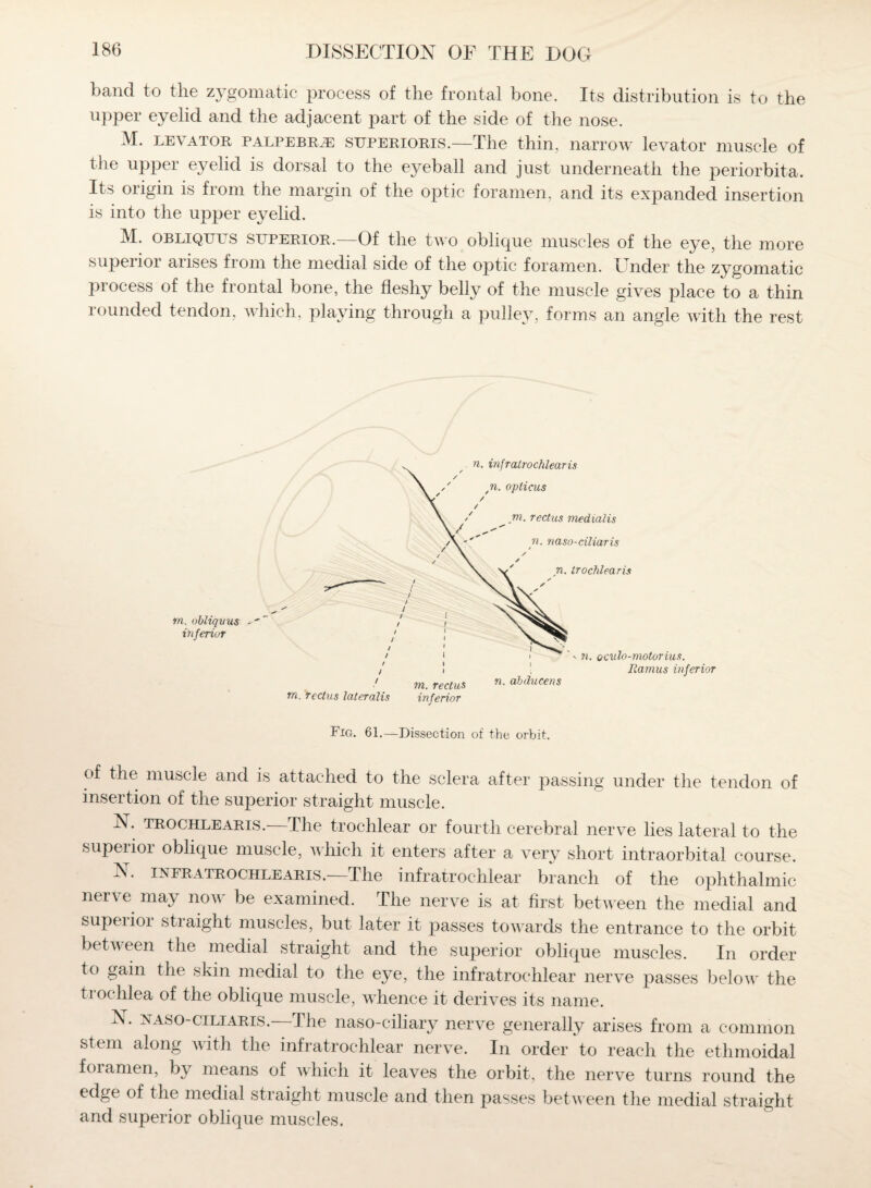 band to the zygomatic process of the frontal bone. Its distribution is to the upper eyelid and the adjacent part of the side of the nose. M. levator PALPEBRiE SUPERIORS.—The thin, narrow levator muscle of the upper eyelid is dorsal to the eyeball and just underneath the periorbita. Its origin is from the margin of the optic foramen, and its expanded insertion is into the upper eyelid. M. obliques superior.—Of the two oblique muscles of the eye, the more superior arises from the medial side of the optic foramen. Under the zygomatic process of the frontal bone, the fleshy belly of the muscle gives place to a thin rounded tendon, which, playing through a pulley, forms an angle with the rest in. obliqvus inferior Fig. 61.—Dissection of the orbit. of the muscle and is attached to the sclera after passing under the tendon of insertion of the superior straight muscle. N. trochlearis. The trochlear or fourth cerebral nerve lies lateral to the superioi oblique muscle, which it enters after a very short intraorbital course. N. iNFRATROCHLEARis.—The infratrochlear branch of the ophthalmic nerve may now be examined. The nerve is at first between the medial and supeiioi stiaight muscles, but later it jiasses towards the entrance to the orbit between the medial straight and the superior oblique muscles. In order to gain the skin medial to the eye, the infratrochlear nerve passes below the trochlea of the oblique muscle, whence it derives its name. IN. naso-ciliaris. The naso-ciliary nerve generally arises from a common stem along with the infratrochlear nerve. In order to reach the ethmoidal foramen, by means of which it leaves the orbit, the nerve turns round the edge of the medial straight muscle and then passes between the medial straight and superior oblique muscles.