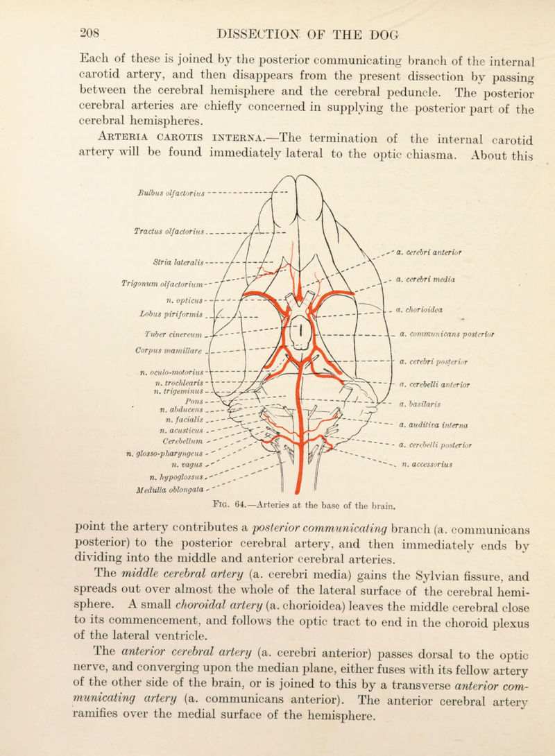 Each of these is joined by the posterior communicating branch of the internal carotid artery, and then disappears from the present dissection by passing between the cerebral hemisphere and the cerebral peduncle. The posterior cerebral arteries are chiefly concerned in supplying the posterior part of the cerebral hemispheres. Arteria carotis interna.—The termination of the internal carotid e foun^I immediately lateral to the optic chiasma. About this Bulbus olfactorius Tractus olfactorius_ Stria lateralis - Trigonum olfactorium~~  n. opticus - - Lolas piriformis Tuber cinereum Corpus mamillare--- ~ n. oculo-motor ius n. trochlearis n. trigeminus Pons- v. abducens _ n. facialis n. acusticus Cerebellum -  ' , - ' n. glosso-pharyngeus -  n. vagus n. hypoglossus Medulla oblongata - '' Fig. 64 a. cerebri anterior - a. cerebri media a. cliorioidea _ a. communicans posterior a. cerebri posterior a. cerebelli anterior a. basilaris a. auditiva interna a. cerebelli posterior n. accessorius —Arteries at the base of the brain. point the artery contributes a posterior communicating branch (a. communicans posterior) to the posterior cerebral artery, and then immediately ends by dividing into the middle and anterior cerebral arteries. The middle cerebral artery (a, cerebri media) gains the Sylvian fissure, and spreads out over almost the whole of the lateral surface of the cerebral hemi¬ sphere. A small choroidal artery (a. chorioidea) leaves the middle cerebral close to its commencement, and follows the optic tract to end in the choroid plexus of the lateral ventricle. The anterior cerebral artery (a. cerebri anterior) passes dorsal to the optic nerve, and converging upon the median plane, either fuses with its fellow artery of the other side of the brain, or is joined to this by a transverse anterior com¬ municating artery (a. communicans anterior). The anterior cerebral artery ramifies over the medial surface of the hemisphere.