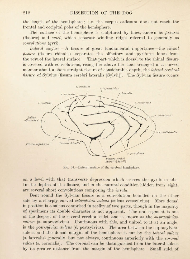 the length of the hemisphere ; i.e. the corpus callosum does not reach the frontal and occipital poles of the hemisphere. The surface of the hemisphere is sculptured by lines, known as fissures (fissure) and sulci, wdiich separate winding ridges referred to generally as convolutions (gyri). Lateral surface.—A fissure of great fundamental importance—the rhinal fissure (fissura rhinalis)—separates the olfactory and pyriform lobes from the rest of the lateral surface. That part which is dorsal to the rhinal fissure is covered with convolutions, rising tier above tier, and arranged in a curved manner about a short straight fissure of considerable depth, the lateral cerebral fissure of Sylvius (fissura cerebri lateralis [Sylvii]). The Sylvian fissure occurs s. cruciatus , . s. suprasylvius Fig. 65.—Lateral surface of the cerebral hemisphere. on a level with that transverse depression which crosses the pyriform lobe. In the depths of the fissure, and in the natural condition hidden from sight, are several short convolutions composing the insula. Bent round the Sylvian fissure is a convolution bounded on the other side by a sharply curved ectosylvian sulcus (sulcus ectosylvius). More dorsal in position is a sulcus comprised in reality of two parts, though in the majority of specimens its double character is not apparent. The oral segment is one of the deepest of the several cerebral sulci, and is knowm as the suprasylvian sulcus (s. suprasylvius). Continuous with this, and united to it at an angle, is the 'post-sylvian sulcus (s. postsylvius). The area betw een the sui3rasylvian sulcus and the dorsal margin of the hemisphere is cut by the lateral sulcus (s. lateralis) generally, but not always, continuous anteriorly with the coronal sulcus (s. coronalis). The coronal can be distinguished from the lateral sulcus by its greater distance from the margin of the hemisphere. Small sulci of