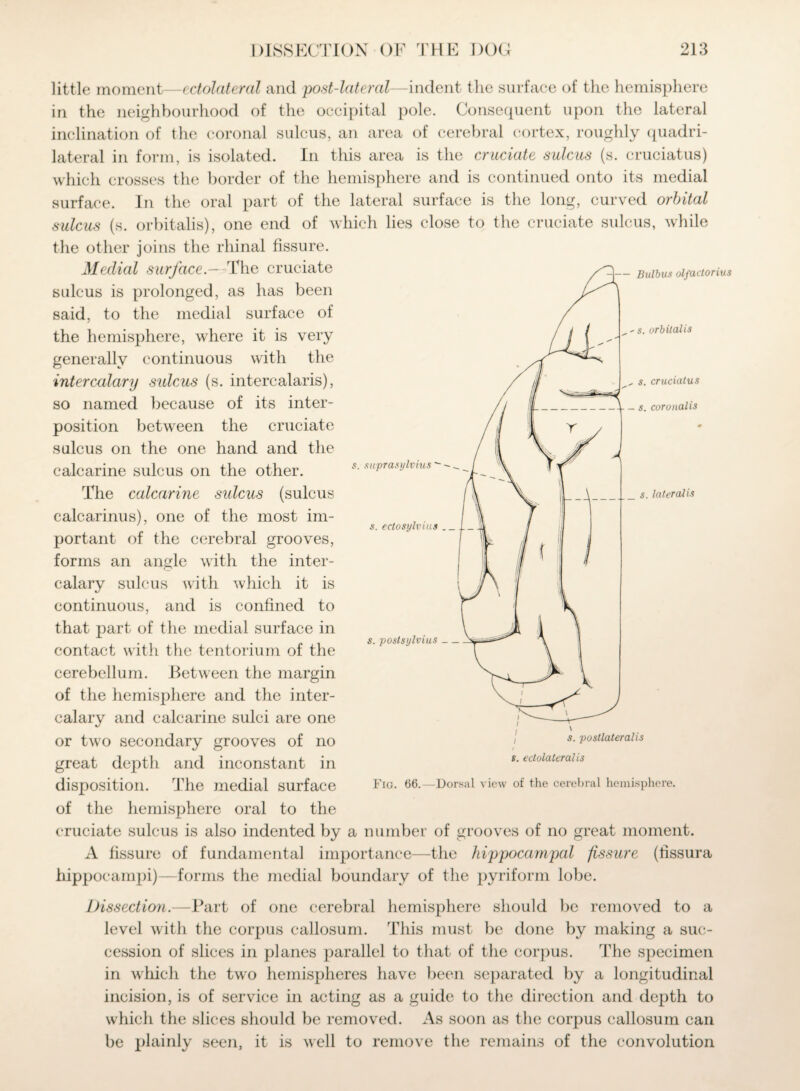 - Bulbus olfactorius s. orbilalis s. cruciatus s. coronalis little moment—ectolateral and post-lateral—indent the surface of the hemisphere in the neighbourhood of the occipital pole. Consequent upon the lateral inclination of the coronal sulcus, an area of cerebral cortex, roughly quadri¬ lateral in form, is isolated. In this area is the cruciate sulcus (s. cruciatus) which crosses the border of the hemisphere and is continued onto its medial surface. In the oral part of the lateral surface is the long, curved orbital sulcus (s. orbitalis), one end of which lies close to the cruciate sulcus, while the other joins the rhinal fissure. Medial surface.— -The cruciate sulcus is prolonged, as has been said, to the medial surface of the hemisphere, where it is very generally continuous with the intercalary sulcus (s. intercalaris), so named because of its inter¬ position between the cruciate sulcus on the one hand and the calcarine sulcus on the other. The calcarine sidcus (sulcus calcarinus), one of the most im¬ portant of the cerebral grooves, forms an angle with the inter¬ calary sulcus with which it is continuous, and is confined to that part of the medial surface in contact with the tentorium of the cerebellum. Between the margin of the hemisphere and the inter¬ calary and calcarine sulci are one or two secondary grooves of no great depth and inconstant in disposition. The medial surface of the hemisphere oral to the cruciate sulcus is also indented by a number of grooves of no great moment. A fissure of fundamental importance—the hippocampcd fissure (fissura hippocampi)—forms the medial boundary of the pyriform lobe. s. suprasylvius' s. ectosylvius s. postsylvius — s. lateralis s. postlateralis s. ectolateral is Flo. 66.—Dorsal view of the cerebral hemisphere. Dissection.—Part of one cerebral hemisphere should be removed to a level with the corpus callosum. This must be done by making a suc¬ cession of slices in planes parallel to that of the corpus. The specimen in which the two hemispheres have been separated by a longitudinal incision, is of service in acting as a guide to the direction and depth to which the slices should be removed. As soon as the corpus callosum can be plainly seen, it is well to remove the remains of the convolution