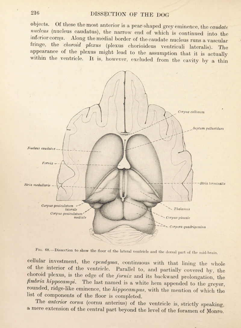 objects. Of these the most anterior is a pear-shaped grey eminence, the caudate nucleus (nucleus caudatus), the narrow end of which is continued into the inferior cornu. Along the medial border of the caudate nucleus runs a vascular fringe, the choroid plexus (plexus chorioideus ventriculi lateralis). The appearance of the plexus might lead to the assumption that it is actually within the ventricle. It is, however, excluded from the cavity by a thin cellular investment, the ependyma, continuous with that lining the whole of the interior of the ventricle. Parallel to, and partially covered by, the choroid plexus, is the edge of the fornix and its backward prolongation, the fimbria hippocampi. The last named is a white hem appended to the greyer, rounded, ridge-like eminence, the hippocampus, with the mention of which the list of components of the floor is completed. The anterior cornu (cornu anterius) of the ventricle is, strictly speaking, a mere extension of the central part beyond the level of the foramen of Monro.