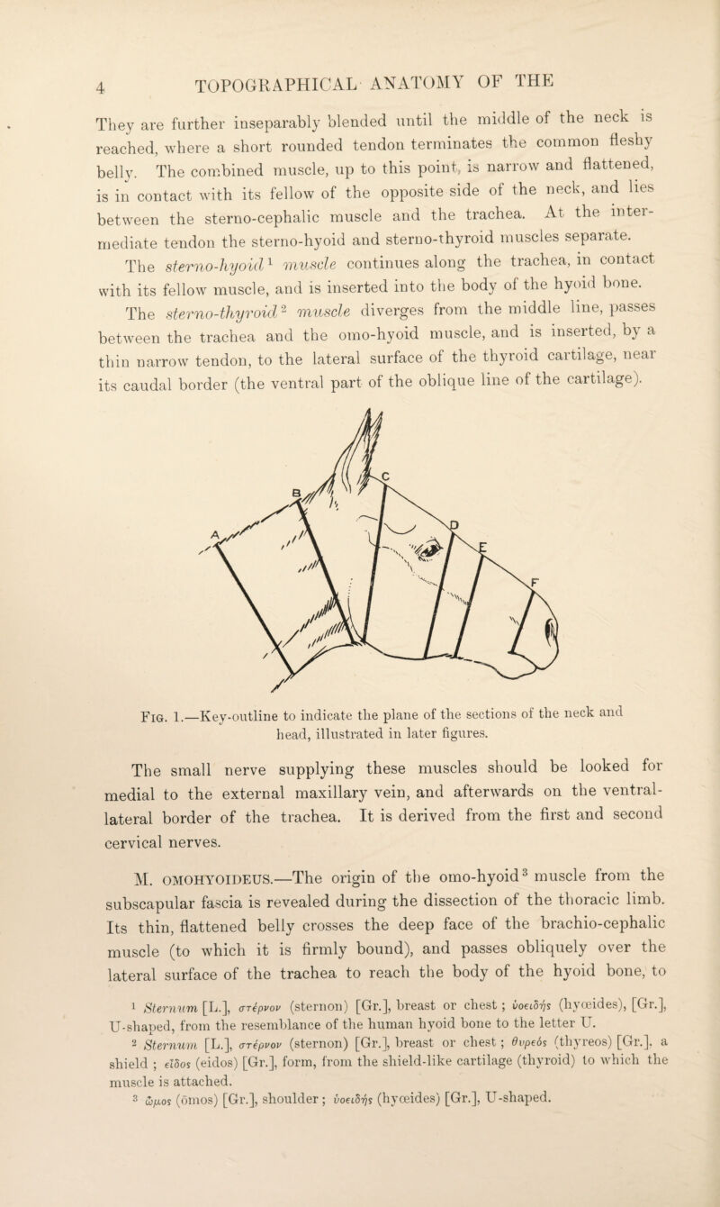 They are further inseparably blended until the middle of the neck is reached, where a short rounded tendon terminates the common fleshy belly. The combined muscle, up to this point, is narrow and flattened, is in contact with its fellow of the opposite side of the neck, and lies between the sterno-cephalic muscle and the trachea. At the inter¬ mediate tendon the sterno-hyoid and sterno-thyroid muscles separate. The sterno-hyoid^ muscle continues along the trachea, in contact with its fellow muscle, and is inserted into the body of the hyoid bone. The sterno-thyroid- muscle diverges from the middle line, passes between the trachea and the omo-hyoid muscle, and is inserted, by a thin narrow tendon, to the lateral surface of the thyroid cartilage, near its caudal border (the ventral part of the oblique line of the cartilage). Yiq. 1.—Key-outline to indicate the plane of the sections of the neck and head, illustrated in later figures. The small nerve supplying these muscles should be looked for medial to the external maxillary vein, and afterwards on the ventral- lateral border of the trachea. It is derived from the first and second cervical nerves. AI. OMOHYOIDEUS.—The origin of the omo-hyoid^ muscle from the subscapular fascia is revealed during the dissection of the thoracic limb. Its thin, flattened belly crosses the deep face of the brachio-cephalic muscle (to which it is firmly bound), and passes obliquely over the lateral surface of the trachea to reach the body of the hyoid bone, to ^ StevnuTn [L.], ar^ppov (sternon) [Gr.], breast or chest; voeidrjs (hyceides), [Gr.], U-shaped, from the resemblance of the human hyoid bone to the letter U. ^ Stcvnufii [L.], crreppop (sternon) [Gr.], breast or chest ; dvpeos (tliyreos) [Gr.]. a shield ; elSos (eidos) [Gr.], form, from the shield-like cartilage (thyroid) lo which the muscle is attached. ufjLos (omos) [Gr.], shoulder ; voeid-ps (hyoeides) [Gr.], U-shaped.