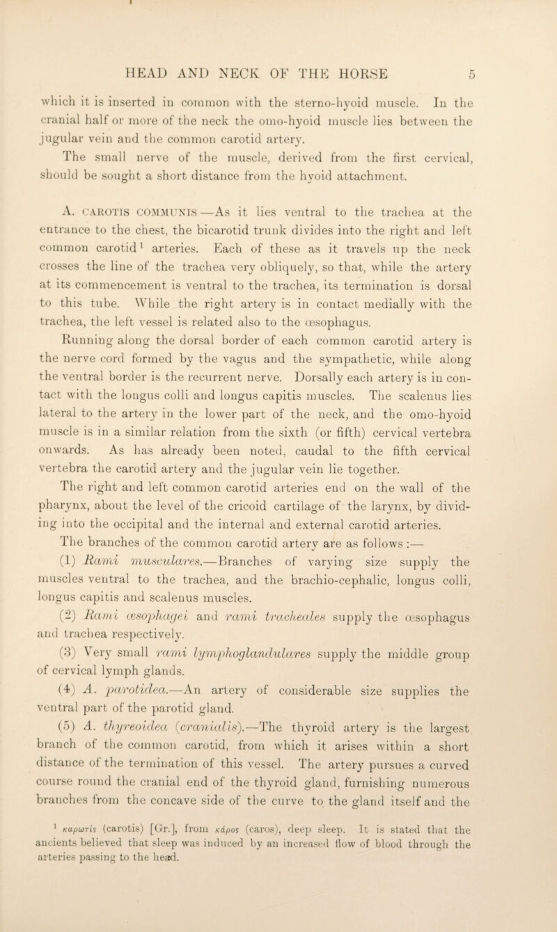 I HEAD AND NECK OF THE HORSE 5 which it is inserted in common with the sterno-hyoid muscle. In the cranial half or more of the neck the omo-hyoid muscle lies between the jugular vein and the common carotid arter3\ The small nerve of the muscle, derived from the first cervical, should be sought a short distance from the hyoid attachment. A. c.-VROTis COMMUNIS—As it lies ventral to the trachea at the entrance to the chest, the bicarotid trunk divides into the riofht and left common carotid ^ arteries. Each of these as it travels up the neck crosses the line of the trachea very oblicpiely, so that, while the artery at its commencement is ventral to the trachea, its termination is dorsal to this tube. While the right artery is in contact medially with the trachea, the left vessel is related also to the oesophagus. Running along the dorsal border of each common carotid artery is the nerve cord formed by the vagus and the sympathetic, while along the ventral border is the recurrent nerve. Dorsally each artery is in con¬ tact with the longus colli and longus capitis muscles. The scalenus lies lateral to the artery in the lower part of the neck, and the omo-hyoid muscle is in a similar relation from the sixth (or fifth) cervical vertebra onwards. As has already been noted, caudal to the fifth cervical vertebra the carotid artery and the jugular vein lie together. The right and left common carotid arteries end on the wall of the pharynx, about the level of the cricoid cartilage of the larynx, by divid¬ ing into the occipital and the internal and external carotid arteries. The branches of the common carotid artery are as follows :— (1) Rami muHCidares.—Branches of varying size supply the muscles ventral to the trachea, and the brachio-cephalic, longus colli, longus capitis and scalenus muscles. (2) Rami tesopJcayei and rami tracheales supply the oesophagus and trachea respectively. (8) Very small rami lymplioglandulares supply the middle group of cervical lymph glands. (4) A. 'parotidexi.—An artery of considerable size supplies the ventral part of the parotid gland. (5) A. tky reoldea. (craniali.y.—The thyroid artery is the largest branch of the common carotid, from which it arises within a short distance of the termination of this vessel. The artery pursues a curved course round the cranial end of the thyroid gland, furnishing numerous branches from the concave side of the curve to the gland itself and the * KupioTLs (carotis) [(fr.], from Kcipos (caros), deep slee]). It is stated that the ancients believed tliat sleep was induced by an increased How of blood througli the arteries j)assing to the heiid.