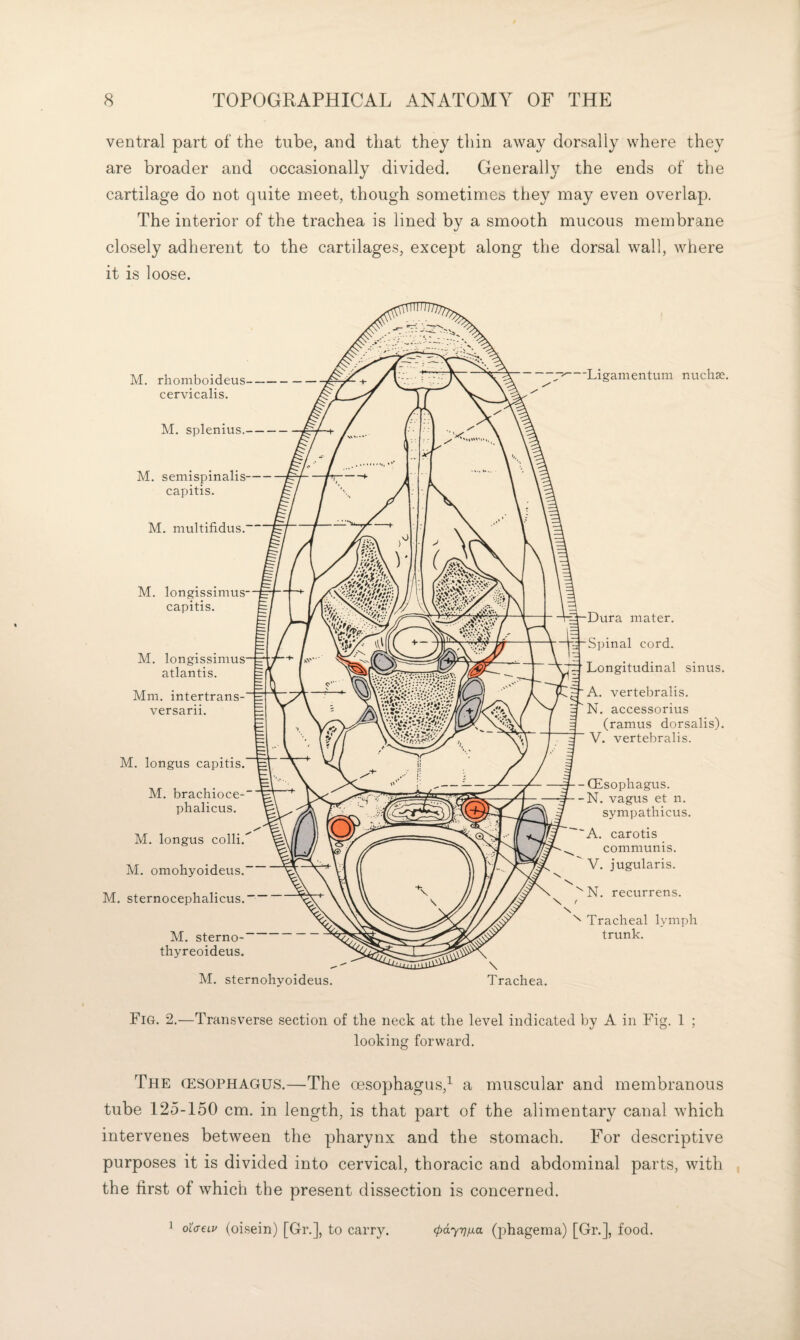 ventral part of the tube, and that they thin away dorsally where they are broader and occasionally divided. Generally the ends of the cartilage do not quite meet, though sometimes they may even overlap. The interior of the trachea is lined by a smooth mucous membrane closely adherent to the cartilages, except along the dorsal wall, where it is loose. M. rhomboideus- cervicalis. M. splenius.- M. semispinalis- capitis. M. niultifidus. M. longissimus- capitis. M. longissimus atlantis. Mm. intertrans- versarii. M. longus capitis. M. brachioce- phalicus. M. longus colli.^ M. omohyoideus.' M. sternocephalicus. M. sterno- thyreoideus. M. sternoliyoideus. 7=^-Ligamentuni nuchse. Dura mater. Spinal cord. ^ Longitudinal sinus. A. vertebralis. N. accessorius (ramus dorsalis). V. vertebralis. -(Esophagus. -N. vagus et n. sympathicus. 'A. carotis communis.  V. jugularis. N. recurrens. s Tracheal lymph trunk. Fig. 2.—Transverse section of the neck at the level indicated by A in Fig. 1 ; looking forward. The (ESOPHAGUS.—The oesophagus,^ a muscular and membranous tube 125-150 cm. in length, is that part of the alimentary canal which intervenes between the pharynx and the stomach. For descriptive purposes it is divided into cervical, thoracic and abdominal parts, with the first of which the present dissection is concerned. ^ otVetj' (oisein) [Gr.], to carry. (pdyrjfxa (jihagema) [Gr.], food.