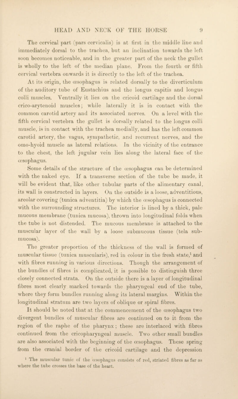 The cervical part (pars cervicalis) is at first in the middle line and immediately dorsal to the trachea, bnt an inclination towards the left soon becomes noticeable, and in the greater part of the neck the gullet is wholly to the left of the median plane. From the fourth or fifth cervical vertebra onwards it is directly to the left of the trachea. At its origin, the cesophagus is related dorsally to the diverticulum of the auditory tube of Eustachius and the longus capitis and longus colli muscles. Ventrallv it lies on the cricoid cartilao^e and the dorsal crico-arytenoid muscles; while laterally it is in contact with the common carotid arterv and its associated nerves. On a level with the fifth cervical vertebra the gullet is dorsally related to the longus colli muscle, is in contact with the trachea medially, and has the left common carotid artery, the vagus, sympathetic, and recurrent nerves, and the omo-hyoid muscle as lateral relations. In the vicinity of the entrance to the chest, the left jugular vein lies along the lateral face of the (.esophagus. Some details of the structure of the (jesophagus can be determined with the naked eye. If a transverse section of the tube be made, it will be evident that, like other tubular parts of the alimentary canal, its wall is constructed in layers. On the outside is a loose, adventitious, areolar covering (tunica adventitia) by which the (esophagus is connected with the surrounding structures. The interior is lined by a thick, pale mucous membrane (tunica mucosa), thrown into longitudinal folds when the tube is not distended. The mucous membrane is attached to the muscular layer of the wall by a loose submucous tissue (tela sub- mucosaX / The greater proportion of the thickness of the wall is formed of muscular tissue (tunica rnuscularis), red in colour in the fresh state,^ and with fibres running in various directions. Though the arrangement of the bundles of fibres is complicated, it is possible to distinguish three closely connected strata. On the outside there is a layer of longitudinal fibres most clearly marked towards the pharyngeal end of the tube, where they form bundles running along its lateral margins. Within the longitudinal stratum are two layers of oblique or spiral fibres. It should be noted that at the commencement of the oesophagus two divergent bundles of muscular fibres are continued on to it from the region of the raphe of the pharynx ; these are interlaced with fibres continued from the cricophai*yngeal muscle. Two other small bundles are also associated with the beginning of the cesophagus. These spring from the cranial border of the cricoid cartilage and the depression ^ The muscular tunic of the n-sopliagus consists of red, striated fibres as far as where the tube crosses the base of the heart.