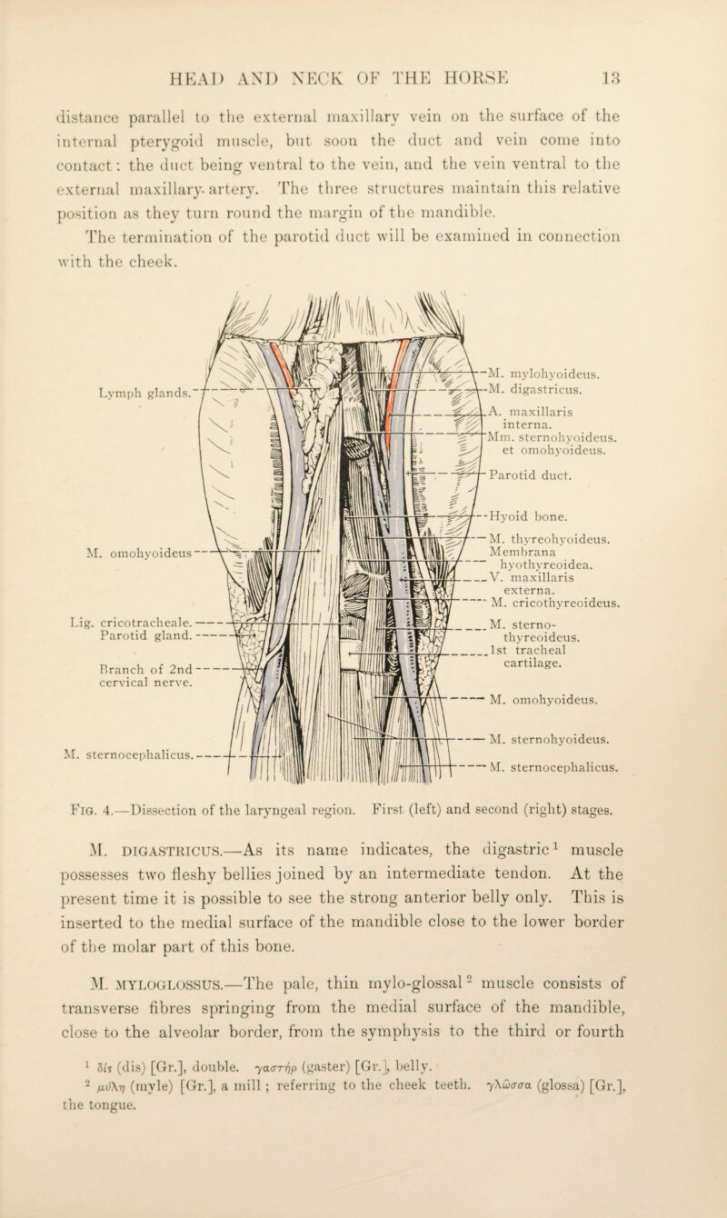 distance parallel to tlie external maxillary vein on the surface of the internal pteryg’oid muscle, but soon the duct and vein come into contact: the duct being ventral to the vein, and the vein ventral to the external maxillary, artery. The three structures maintain this relative position as they turn round the margin of the mandible. The termination of the parotid duct will be examined in connection with the cheek. Lymph glands.' M. omohyoideus — Lig. cricotracheale. Parotid gland. P>ranch of 2nd cervical nerve. M. sternocephalicus.— M. mylohyoideus. M. digastricus. A. maxillaris interna. Mm. sternohyoideus. et omohyoideus. Parotid duct. --Hyoid bone. M. thyreohyoideus. Mem bran a hyothyreoidea. V. maxillaris externa. M. cricothyreoideus. M. sterno- thyreoideus. 1st tracheal cartilage. -M. omohyoideus. M. sternohyoideus. M. sternocephalicus. Fig. 4.—Dissection of the laryngeal region. First (left) and second (right) stages. M. DIGASTRICUS.—As its name indicates, the digastric^ muscle possesses two fleshy bellies joined by an intermediate tendon. At the present time it is possible to see the strong anterior belly only. This is inserted to the medial surface of the mandible close to the lower border of the molar part of this bone. M. MYLOGLOSSUS.—The pale, thin mylo-glossal - muscle consists of transverse fibres springing from the medial surface of the mandible, close to the alveolar border, from the symph3^sis to the third or fourth 1 dis (dis) [Hr.], double, yaar^p (ga.ster) [Gr.], belly. 2 fxv\r] (inyle) [Gr.], a mill ; referring to the cheek teeth. yXQaaa (glossa) [Gr.], the tongue.