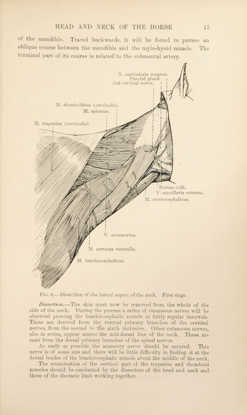 of the mandible. Traced backwards, it will be found to })ursue an obli(|ue course between the mandible and the m}do-hyoid muscle. The terminal part of its course is related to the submental artery. Dissection.—The skin iiiust now be removed from the whole of the side of the neck. Hiiring the process a series of cutaneous nerves will be observed i)iercing the brachio-cephalic muscle at fairly regular intervals. These are derived from the ventral primary branches of the cervical nerves, from the second to the sixth inclusive. Other cutaneous nerves, also in series, appear nearer the mid-dorsal line of the neck. These are rami from the dorsal ])rimary branches of the spinal nerves. As early as possible the acce.ssory nerve should be secured. This nerve is of some size and there will be little difficulty in finding it at the dorsal border of the brachio-cephalic muscle ai)Out the middle of the neck. The examination of the cervical ])art of the trapezius and rhomboid muscles should be conducted by the dissectors of the head and neck and those of the thoracic limb working together.