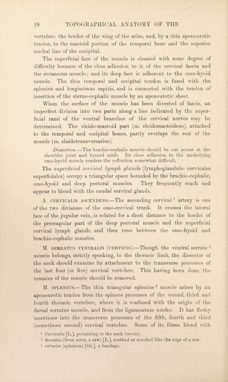 vertebrge, the border of the wing of the atlas, and, by a thin aponeurotic tendon, to the mastoid portion of the temporal bone and the superior nuchal line of the occipital. The superficial face of the muscle is cleaned with some degree of difficulty because of the close adhesion to it of the cervical fascia and the cutaneous muscle; and its deep face is adherent to the omo-hyoid muscle. The thin temporal and occipital tendon is fused with the splenius and longissimus capitis, and is connected with the tendon of insertion of the sterno-cephalic muscle by an aponeurotic sheet. When the surface of the muscle has been divested of fascia, an imperfect division into two parts along a line indicated by the super¬ ficial rami of the ventral branches of the cervical nerves may be determined. The cleido-mastoid part (m. cleidomastoideus), attached to the temporal and occipital bones, partly overlaps the rest of the muscle (m. cleidotransversarius). Dissection.—The brachio-cephalic muscle should be cut across at the shoulder joint and turned aside. Its close adhesion to the underlying omo-hyoid muscle renders the reflection somewhat difficult. The superficial cervical lymph glands (lymphoglandula?. cervicales superficiales) occupy a triangular space bounded by the brachio-cephalic, omo-hyoid and deep pectoral muscles. They frequently reach and appear to blend with the caudal cervical glands. A. CERVICALIS ASCENDENS.—The ascending cervical ^ artery is one of the two divisions of the omo-cervical trunk. It crosses the lateral face of the jugular vein, is related for a short distance to the border of the prescapular part of the deep pectoral muscle and the superficial cervical lymph glands, and then runs between the omo-hyoid and brachio-cephalic muscles. M. SERRATUS VENTRALIS (CERVicis).—Though the ventral serrate ^ muscle belongs, strictly speaking, to the thoracic limb, the dissector of the neck should examine its attachment to the transverse processes of the last four (or five) cervical vertebra. This having been done, the remains of the muscle should be removed. M. SPLENIUS.—The thin triangular splenius ^ muscle arises by an aponeurotic tendon from the spinous processes of the second, third and fourth thoracic vertebrse, where it is confused with the origin of the dorsal serratus muscle, and from the ligamentum nuchse. It has fleshy insertions into the transverse processes of the fifth, fourth and third (sometimes second) cervical vertebrae. Some of its fibres blend with 1 Cervicalis [L.], pertaining to the neck {cervix). 2 Serratus (from serra, a saw) [L.], toothed or notched like the edge of a saw. 3 airXyjvLov (spleiiion) [Gr.], a bandage.