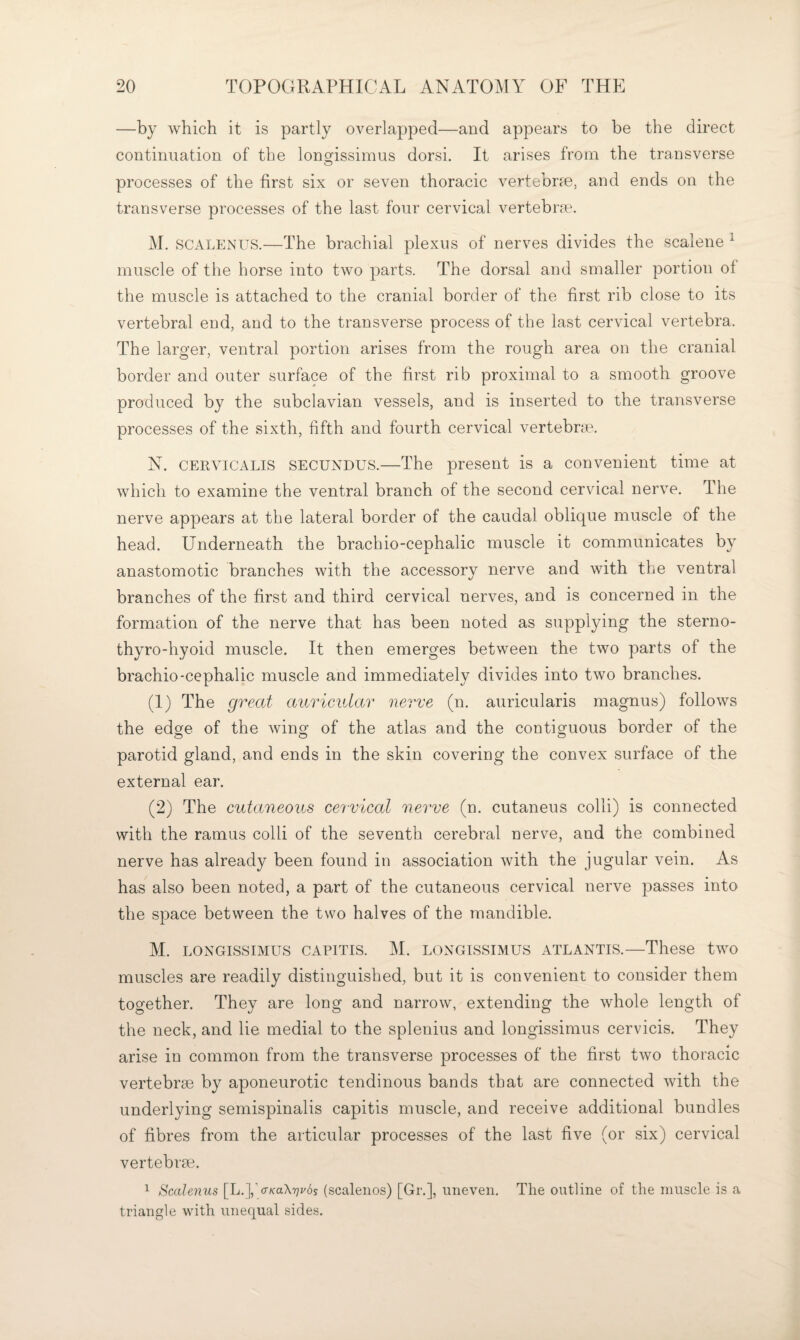 —by which it is partly overlapped—and appears to be the direct continuation of the longrissimus dorsi. It arises from the transverse O processes of the first six or seven thoracic vertehrce, and ends on the transverse processes of the last four cervical vertebrm. M. vSCALENUS.—The brachial plexus of nerves divides the scalene ^ muscle of the horse into two parts. The dorsal and smaller portion of the muscle is attached to the cranial border of the first rib close to its vertebral end, and to the transverse process of the last cervical vertebra. The larger, ventral portion arises from the rough area on the cranial border and outer surface of the first rib proximal to a smooth groove produced by the subclavian vessels, and is inserted to the transverse processes of the sixth, fifth and fourth cervical vertebrae. N. CEUVICALIS SECUNDUS.—The present is a convenient time at which to examine the ventral branch of the second cervical nerve. The nerve appears at the lateral border of the caudal oblique muscle of the head. Underneath the brachio-cephalic muscle it communicates by anastomotic branches with the accessory nerve and with the ventral branches of the first and third cervical nerves, and is concerned in the formation of the nerve that has been noted as supplying the sterno- thyro-hyoid muscle. It then emerges between the two parts of the brachio-cephalic muscle and immediately divides into two branches. (1) The great auricidar nerve (n. auricularis magnus) follows the edge of the wing of the atlas and the contiguous border of the parotid gland, and ends in the skin covering the convex surface of the external ear. (2) The cutaneous cervical nerve (n. cutaneus colli) is connected with the ramus colli of the seventh cerebral nerve, and the combined nerve has already been found in association with the jugular vein. As has also been noted, a part of the cutaneous cervical nerve passes into the space between the two halves of the mandible. M. LONGISSIMUS CAPITIS. M. LONGISSIME^S ATLANTIS.—These two muscles are readily distinguished, but it is convenient to consider them together. They are long and narrow, extending the whole length of the neck, and lie medial to the splenius and longissimus cervicis. They arise in common from the transverse processes of the first two thoracic vertebrae by aponeurotic tendinous bands that are connected with the underlying semispinalis capitis muscle, and receive additional bundles of fibres from the articular processes of the last five (or six) cervical vertebrae. 1 Scalenus (scaleiios) [Gr.], uneven. The outline of the muscle is a triangle with unequal sides.