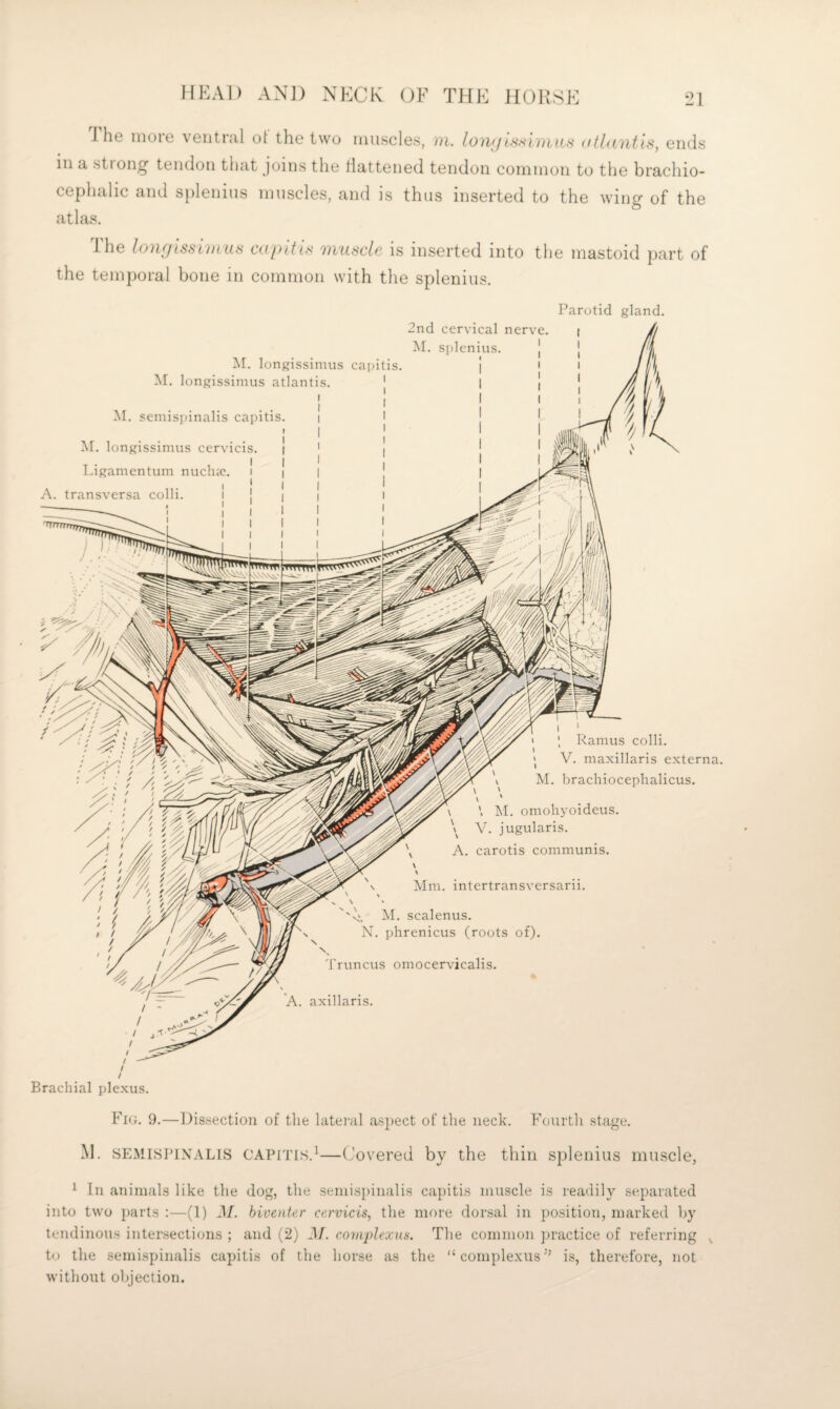 \ V. jugularis. A. carotis communis. Ramus colli. V. maxillaris externa. M. bracliiocephalicus. Mm. intertransversarii. M. scalenus. N. phrenicus (roots of). 'fruncus omocervicalis. A. axillaris. Brachial plexus. Fi(t. 9.—Dissection of the lateivil aspect of the neck. Fourth stage. M. SEMISPIXALIS CAPITIS.^—(Jovered by the thin splenius muscle, ^ In animals like the dog, the seinis[)inalis capitis muscle is readily separated into two parts ;—(1) M. hiveattir cervicis, the more dorsal in position, marked by tendinous intersections ; and (2) M. complexus. Tlie common jn’actice of referring ^ to tlie semispinalis capitis of the horse as the “complexus” is, therefore, not without objection. J he more ventnil ol the two muscles, m. Ion;/ossiniii-s dilontls, ends in a stiong tendon that joins the flattened tendon common to the brachio¬ cephalic and splenius muscle.s, and is thus inserted to the wing of the atlas. J he Ionfjis,st/nils co/xtis vvascle is inserted into the mastoid part of the temporal bone in common with the splenius. M. longissimus capitis. M. longissimus atlantis. ' ! ! M. scmis])inalis capitis. i I I * I M. longissimus cervicis. | | I Ligamentum nuchic. A. transversa colli. I Parotid gland. 2nd cervical nerve. j M. splenius.