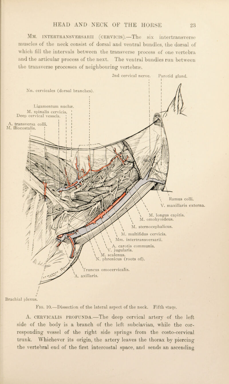 Mm. ixtertraxsvkrsaimi (cervhjis).—The six inteitransverse muscles of the neck consist of dorsal and ventral bundles, the dorsal of which till the intervals between the transverse process of one vertebra and the articular process of the next. The ventral bundles run between the transverse processes of neighbouring vertebra'. 2nd cervical nerve. Parotid gland. Xn. cervicales (dorsal branches) Ligamentum nuchse. M. spinalis cervicis. Deep cervical vessels. A. transversa colli M. iliocostalis. \ \ \ Ramus colli. V. maxillaris externa. \ M. longus capitis. \ \ M. sternocephalicus. \ \ \ \ \ ^ Mm. intertransversarii. M. multifidus cervicis. ^ \ A. carotis communis. \ M. scalenus. N. phrenicus (roots of). Truncus oniocervicalis. A. axillaris Brachial jdexus. Fig. 10.—Dissection of the lateral aspect of the neck. Fifth sta<^e. A. CERViCALis PROFUXDA.—The deep cervical artery of the left side of the body is a branch of the left subclavian, while the cor¬ responding vessel of the right side springs from the costo-cervical trunk. Whichever its origin, the artery leaves the thorax by piercing the vertebral end of the first intercostal space, and sends an ascending