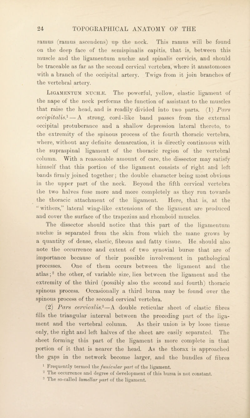 ramus (ramus ascendens) up the neck. This ramus will be found on the deep face of the semispinalis capitis, that is, between this muscle and the ligamentum nuchm and spinalis cervicis, and should be traceable as far as the second cervical vertebra, where it anastomoses with a branch of the occipital artery. Twigs from it join branches of the vertebral artery. Ligamentum nuchj^. The powerful, yellow, elastic ligament of the nape of the neck performs the function of assistant to the muscles that raise the head, and is readily divided into two parts. (1) Pars occipitalis} — A strong, cord-like band passes from the external occipital protuberance and a shallow depression lateral thereto, to the extremity of the spinous process of the fourth thoracic vertebra, where, without any definite demarcation, it is directly continuous with the supraspinal ligament of the thoracic region of the vertebral column. With a reasonable amount of care, the dissector may satisfy himself that this portion of the ligament consists of right and left bands firmly joined together; the double character being most obvious in the upper part of the neck. Beyond the fifth cervical vertebra the two halves fuse more and more completely as they run towards the thoracic attachment of the ligament. Here, that is, at the ‘withers,” lateral wing-like extensions of the ligament are produced and cover the surface of the trapezius and rhomboid muscles. The dissector should notice that this part of the ligamentum nuchse is separated from the skin from which the mane grows by a quantity of dense, elastic, fibrous and fatty tissue. He. should also note the occurrence and extent of two synovial bursse that are of importance because of their possible involvement in pathological processes. One of them occurs between the ligament and the atlas the other, of variable size, lies between the ligament and the extremity of the third (possibly also the second and fourth) thoracic spinous process. Occasionally a third bursa may be found over the spinous process of the second cervical vertebra. (2) Pars cervicalis}—A double reticular sheet of elastic fibres fills the triangular interval between the preceding part of the liga¬ ment and the vertebral column. As their union is by loose tissue only, the right and left halves of the sheet are easily separated. The sheet forming this part of the ligament is more complete in that portion of it that is nearer the head. As the thorax is approached the gaps in the network become larger, and the bundles of fibres ^ Frequently termed the funicular part of the ligament. 2 The occurrence and degree of development of this bursa is not constant. ^ The .so-called lamellar part of the ligament.