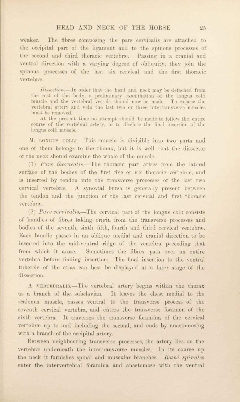 weaker. The fibres composing the pars cervical is are attached to the occi[)ital part of the ligament and to the spinous processes of the second and third thoracic vertebra?. Passing in a cranial and ventral direction with a varying degree of obli([iiity, they join the spinous processes of the last six cervical and the first thoracic vertebrae. Dissection.—In order that the head and neck may be detached from the rest of the body, a preliminary examination of the longiis colli muscle and the vertebral vessels should now he made. To ex})Ose the vertebral artery and vein the last two or three intertransverse muscles must be removed. At the present time no attempt should be made to follow the entire course of the vertebral arterv, or to disclose the final insertion of the longus colli muscle. M. LOXGUS COLLI.—This muscle is divisible into two parts and one of them belongs to the thorax, but it is well that the dissector of the neck should examine the whole of the muscle. (1) Pars tJioracalis.—The thoracic part arises from the lateral surface of the bodies of the first five or six thoracic vertebrae, and is inserted by tendon into the transverse processes of the last two cervical vertebra\ A synovial bursa is generally present between the tendon and the junction of the last cervical and first thoracic vertebrae. (2) Pars cervicalis.—The cervical part of the longus colli consists of bundles of fibres taking origin from the transverse processes and bodies of the seventh, sixth, fifth, fourth and third cervical vertebrae. Each bundle passes in an oblique medial and cranial direction to be inserted into the mid-ventral ridge of the vertebra preceding that from which it arose. Sometimes the fibres pass over an entire vertebra before finding insertion. The final insertion to the ventral tubercle of the atlas can best be displayed at a later stage of the dissection. A. VERTLiUiAius.—The vertebral artery begins within the thorax as a branch of the subclavian. It leaves the chest medial to the scalenus muscle, passes ventral to the transverse process of the seventh cervical vertebra, and enters the transverse foramen of the sixth vertebra. It traverses the transverse foramina of the cervical vertebrm up to and including the second, and ends by anastomosing with a branch of the occipital artery. Between neighbouring transverse processes, the artery lies on the vertebra? underneath the intertransverse muscles. In its course up the neck it furnishes spinal and muscular branches. Rami spinales enter the intervertebral foramina and anastomose with the ventral