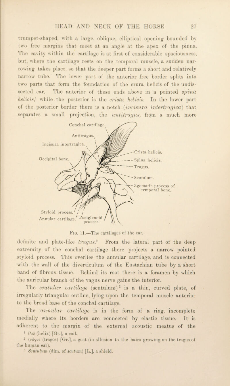 trumpet-shaped, with a large, obli(]ue, elliptical opening bounded by twu free margins that meet at an angle at the apex of the pinna. The cavity within the cartilage is at first of considerable spaciousness, but, wliere the cartilage rests on the temporal muscle, a sudden nar¬ rowing takes place, so that the deeper part forms a short and relatively narrow tube. The lower part of the anterior free border splits into two parts that form the foundation of the crura helicis of the undis¬ sected ear. The anterior of these ends above in a pointed spina helicis^^ wliile the [)osterior is the crista helicis. In the lower part of tlie posterior border there is a notch (incisitra intertragica) that separates a small projection, the (intitragus, from a much more Fig. 11.—The cartilages of the ear. definite and plate-like tragus.- E'rom the lateral part of the deep extremity of the conchal cartilage there projects a narrow' pointed styloid process. This overlies the annular cartilage, and is connected w'ith the wall of the diverticulum of the Eustachian tube by a short band of fibrous tissue. Behind its root there is a foramen by w^hich the auricular branch of the vao^us nerve grains the interior. The scutular cd.rtildge (scutulum) ^ is a thin, curved plate, of irregularly triangular outline, lying upon the temporal muscle anterior to the broad base of the conchal cartilage. The annnlar cartilage is in the form of a ring, incomplete medially wdiere its borders are connected by elastic tissue. It is adherent to the margin of the external acoustic meatus of the ^ (lielix) [Or.], a coil. “ Tpdyos (tragos) [Gr.], a goat (in allusion to the hairs growing on the tragus of the hiunan ear). ‘Scutulum (diin. of scnhim) [h.], a shield.