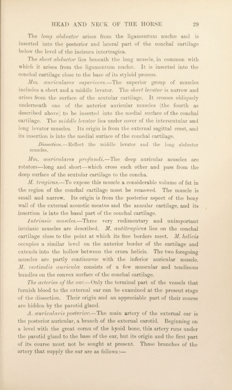 The loiKj ahductor arises from the ligamentnm nuchm and is inserted into the posterior and lateral part of the conchal cartilage below the level of the incisura intertragica. The sliort (ihductov lies beneath the long muscle, in common with which it arises from the lioramentum nuchie. It is inserted into the o conchal cartilage close to the base of its st}doid ])rocess. Mm. auricularrs saperiores.—The superior group of muscles includes a short and a middle levator. The sitorf levator is narrow and arises from the surface of the scutular cartilage. It crosses obliquely underneath one of the anterior auricular muscles (the fourth as described above) to be inserted into the medial surface of the conchal cartilage. The middle levator lies under cover of the interscutular and long levator muscles. Its origin is from the external sagittal crest, and its insertion is into the medial surface of the conchal cartilage. Dissection.—Reflect the middle levator and the long abductor muscles. Mm. auricidares profundi.—The deep auricular muscles are rotators—long and short—which cross each other and pass from the deep surface of the scutular cartilage to the concha. ^[. tragicus.—To expose this muscle a considerable volume of fat in the region of the conchal cartilage must be removed. The muscle is small and narrow. Its origin is from the posterior aspect of the bony wall of the external acoustic meatus and the annular cartilage, and its insertion is into the basal part of the conchal cartilage. Intrinsic muscles.—Three very rudimentary and unimportant intrinsic muscles are described. M. antitragicns lies on the conchal cartilage close to the point at which its free borders meet. M. helicis occupies a similar level on the anterior border of the cartilage and extends into the hollow between the crura helicis. The two foregoing muscles are partly continuous with the inferior auricular muscle. M. verticalis auricvdcc consists of a few muscular and tendinous bundles on the convex surface of the conchal cartilage. The arteries of the ear.—Only the terminal part of the vessels that furnish blood to the external ear can be examined at the present stage of the dissection. Their origin and an appreciable part of their course are hidden by the parotid gland. A. aiiricularis jgosterior.—The main artery of the external ear is the posterior auricular, a branch of the external carotid. Beginning on a level with the great cornu of the hyoid bone, this artery runs under the parotid gland to the base of the ear, but its origin and the first part of its course must not be sought at present. Those branches of the artery that supply the ear are as follows:—