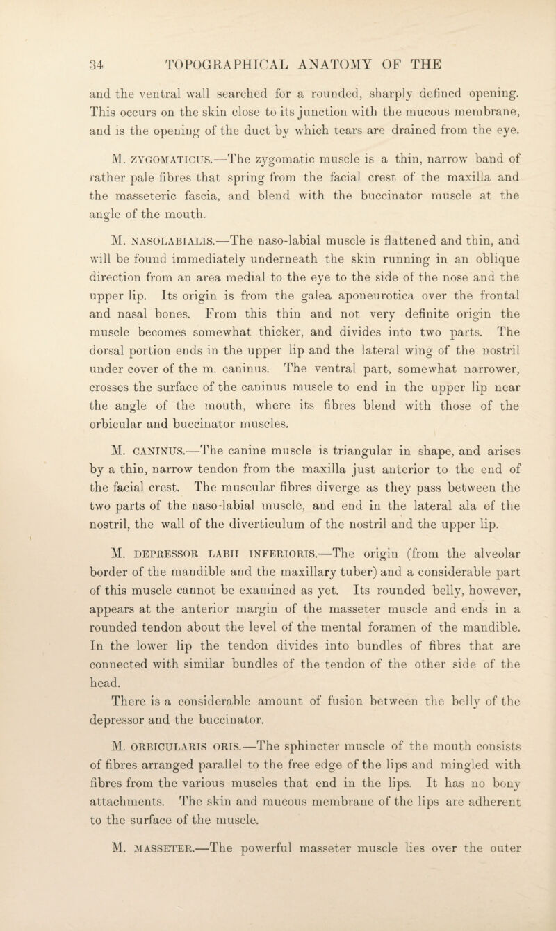 and the ventral wall searched for a rounded, sharply defined opening. This occurs on the skin close to its junction with the mucous membrane, and is the opeuing of the duct by which tears are drained from the eye. M. ZYGOMATICUS.—The zygomatic muscle is a thin, narrow band of rather pale fibres that spring from the facial crest of the maxilla and the masseteric fascia, and blend with the buccinator muscle at the anofle of the mouth. O M. NASOLABIALIS.—The naso-labial muscle is flattened and thin, and will be found immediately underneath the skin running in an oblique direction from an area medial to the eye to the side of the nose and the upper lip. Its origin is from the galea aponeurotica over the frontal and nasal bones. From this thin and not very definite origin the muscle becomes somewhat thicker, and divides into two parts. The dorsal portion ends in the upper lip and the lateral wing of the nostril under cover of the m. caninus. The ventral part, somewhat narrower, crosses the surface of the caoinus muscle to end in the upper lip near the angle of the mouth, where its fibres blend with those of the orbicular and buccinator muscles. M. CANINUS.—The canine muscle is triangular in shape, and arises by a thin, narrow tendon from the maxilla just anterior to the end of the facial crest. The muscular fibres diverge as they pass between the two parts of the naso-labial muscle, and end in the lateral ala of the nostril, the wall of the diverticulum of the nostril and the upper lip. M. DEPKESSOR LABII INFERIORIS.—The origin (from the alveolar border of the mandible and the maxillary tuber) and a considerable part of this muscle cannot be examined as yet. Its rounded belly, however, appears at the anterior margin of the masseter muscle and ends in a rounded tendon about the level of the mental foramen of the mandible. In the lower lip the tendon divides into bundles of fibres that are connected with similar bundles of the tendon of the other side of the head. There is a considerable amount of fusion between the belly of the depressor and the buccinator. M. ORBICULARIS ORIS.—The sphincter muscle of the mouth consists of fibres arranged parallel to the free edge of the lips and mingled with fibres from the various muscles that end in the lips. It has no bony attachments. The skin and mucous membrane of the lips are adherent to the surface of the muscle. M. MASSETER.—The powerful masseter muscle lies over the outer