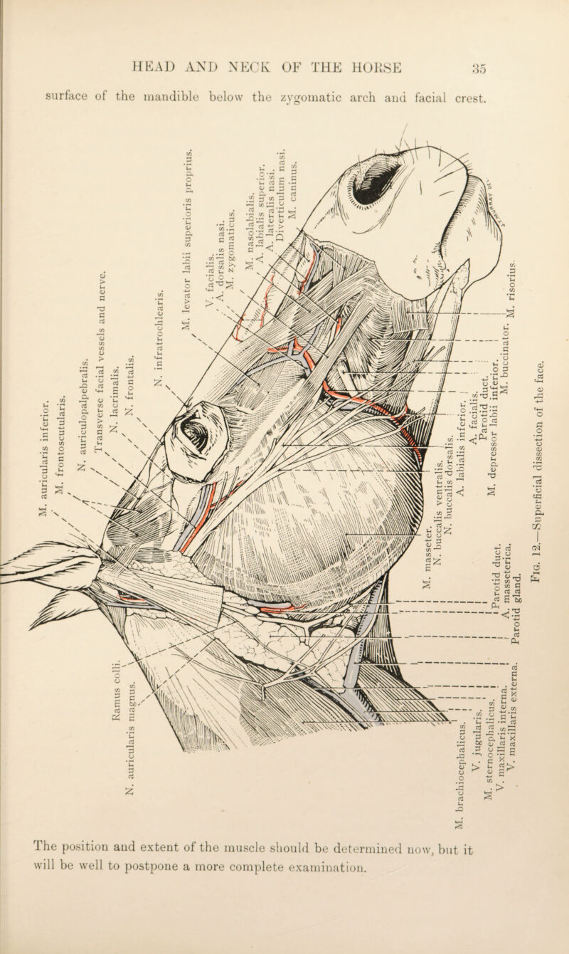 surface of the mandible below the zvf^omatic arch and facial crest. s’ The position and extent of the muscle should be determined now, but it will be well to postpone a more complete examination. Fig. 12.—Superficial dissection of the face.