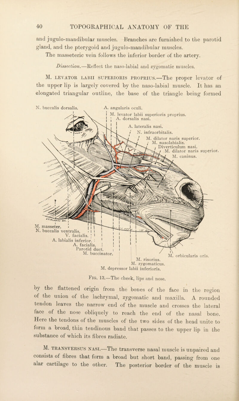 and jugulo-mandibular muscles. Branches are furnished to the parotid gland, and the pterygoid and jugulo-mandibular muscles. The masseteric vein follows the inferior border of the artery. Dissection.—Reflect the naso-labial and zygomatic muscles. M. LEVATOR LABII SUPERIORIS PROPRius.—The proper levator of the upper lip is largely covered by the naso-labial muscle. It has an elongated triangular outline, the base of the triangle being formed N. buccalis dorsalis angularis oculi. A'l. levator labii superioris proprius. A. dorsalis nasi. A. lateralis nasi. N. infraorbitaiis. M. dilator naris superior. At. nasolabialis. Diverticulum nasi. / At. dilator naris superior. At. caninus. del. j — ' I r At. masseter. • | | N. buccalis ventralis. i I l V. facialis. J A. labialis inferior, I A. facialis. I Parotid duct. At. buccinator. At. risorius. At. zygomaticus. At. depressor labii inferioris. IVI. orbicularis oris. Fig. 13.—The cheek, lips and nose. by the flattened origin from the bones of the face in the region of the union of the lachrymal, zygomatic and maxilla. A rounded tendon leaves the narrow end of the muscle and crosses the lateral face of the nose obliquely to reach the end of the nasal bone. Here the tendons of the muscles of the two sides of the head unite to form a broad, thin tendinous band that passes to the upper lip in the substance of which its fibres radiate. M. TRANSVERSUS NASI.—The transverse nasal muscle is unpaired and consists of fibres that form a broad but short band, passing from one alar cartilage to the othei’. The posterior border of the muscle is