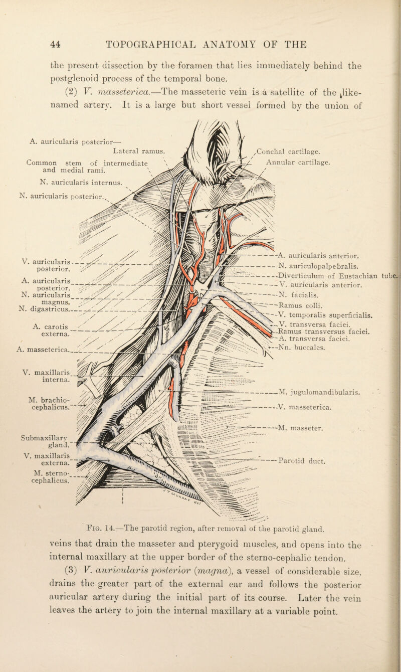 fche present dissection by the foramen that lies immediately behind the postglenoid process of the temporal bone. (2) V. masseterica.—The masseteric vein is a satellite of the ^like- named artery. It is a large but short vessel formed by the union of A. auricularis posterior— Lateral ramus. Common stem of intermediate and medial rami. N. auricularis internus. N. auricularis posterior.^ V. auricularis--- posterior. L A. auricularis_ posterior. N. auricularis ' magnus.” N. digastricus_ / A. carotis_ externa. A. masseterica__ V. maxillaris_ interna. M. bracliio cephalicus. Submaxillary gland.’ V. maxillaris _ externa. M. sterno- />, cephalicus. Conclial cartilage. Annular cartilage. -A. auricularis anterior. -N. auriculopalpebralis. -Diverticulum of Eustachian -V. auricularis anterior. -N. facialis. ~ 'Ramus colli. '-V. temporalis superficialis. V. transversa faciei. -Ramus transversus faciei. ~A. transversa faciei. ■->—Nn, buccales. tube.' -M. jugulomandibularis. .V. masseterica. -M. masseter. -Parotid duct. Fig. 14.—The parotid region, after removal of the parotid gland. veins that drain the masseter and pterygoid muscles, and opens into the internal maxillary at the upper border of the sterno-cephalic tendon. (3) V. auricularis posterior {magna), a vessel of considerable size, drains the greater part of the external ear and follows the posterior auricular artery during the initial part of its course. Later the vein leaves the artery to join the internal maxillary at a variable point.