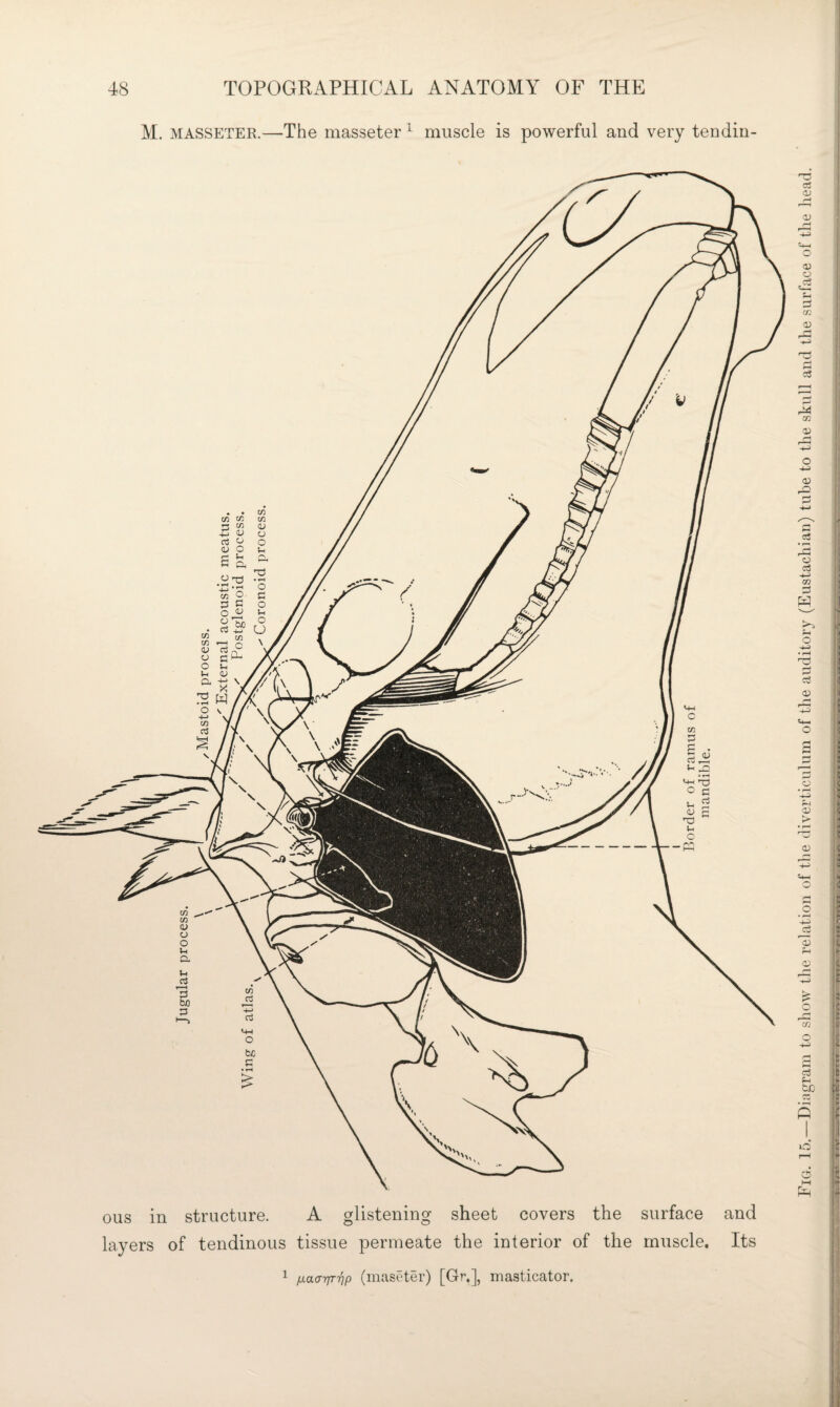M. MASSETER.—The masseter muscle is powerful and very tendin¬ ous in structure. A glistening layers of tendinous tissue permeate sheet covers the surface and the interior of the muscle. Its ^ fxaarp-rjp (maseter) [Gr.], masticator.